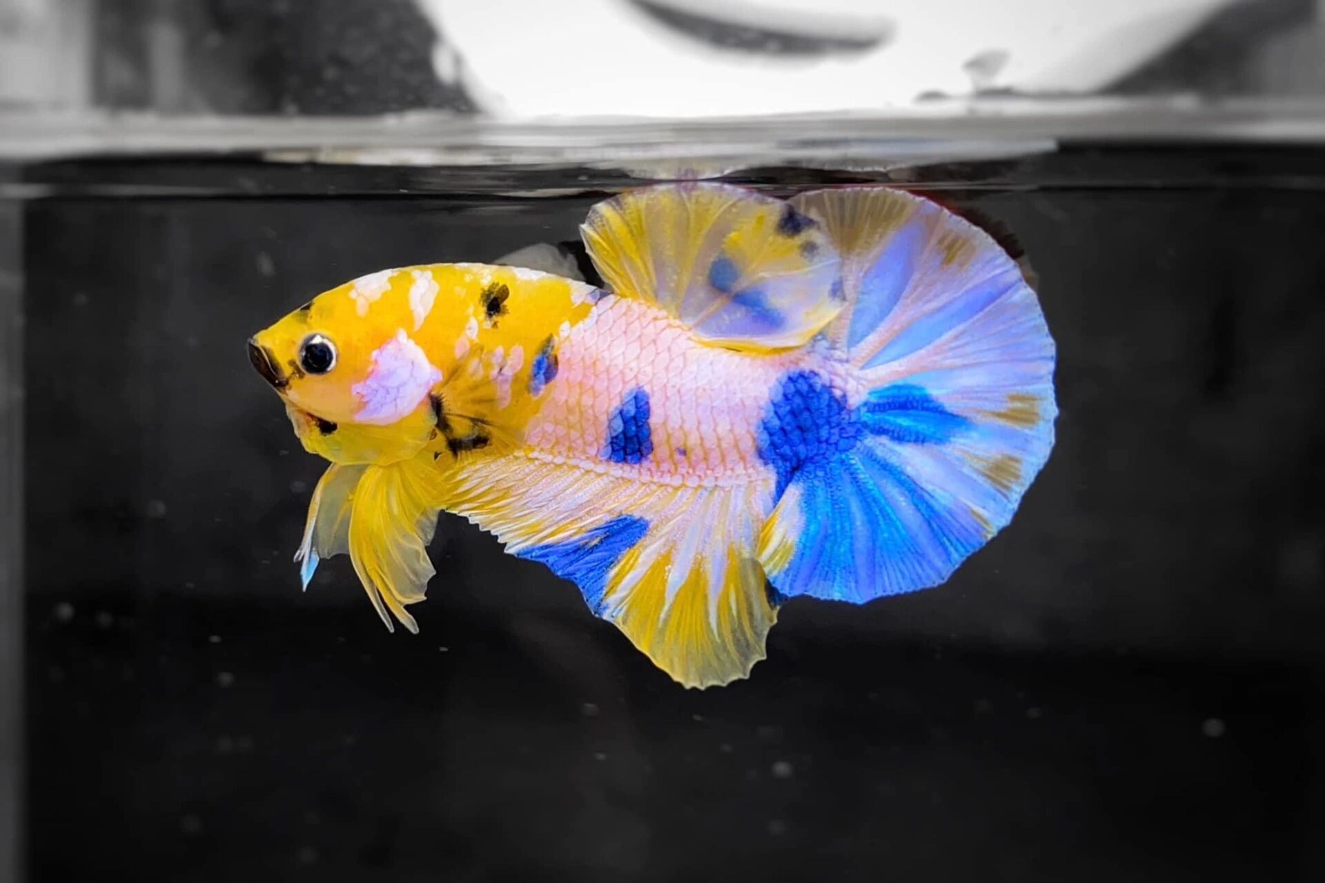 泰国斗鱼科普 泰国斗鱼(学名:betta splendens02)原产于泰国