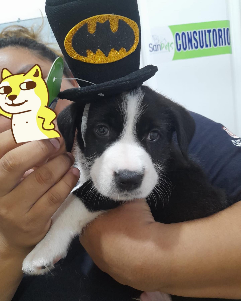 拉布拉多和边牧的混血,可爱修狗