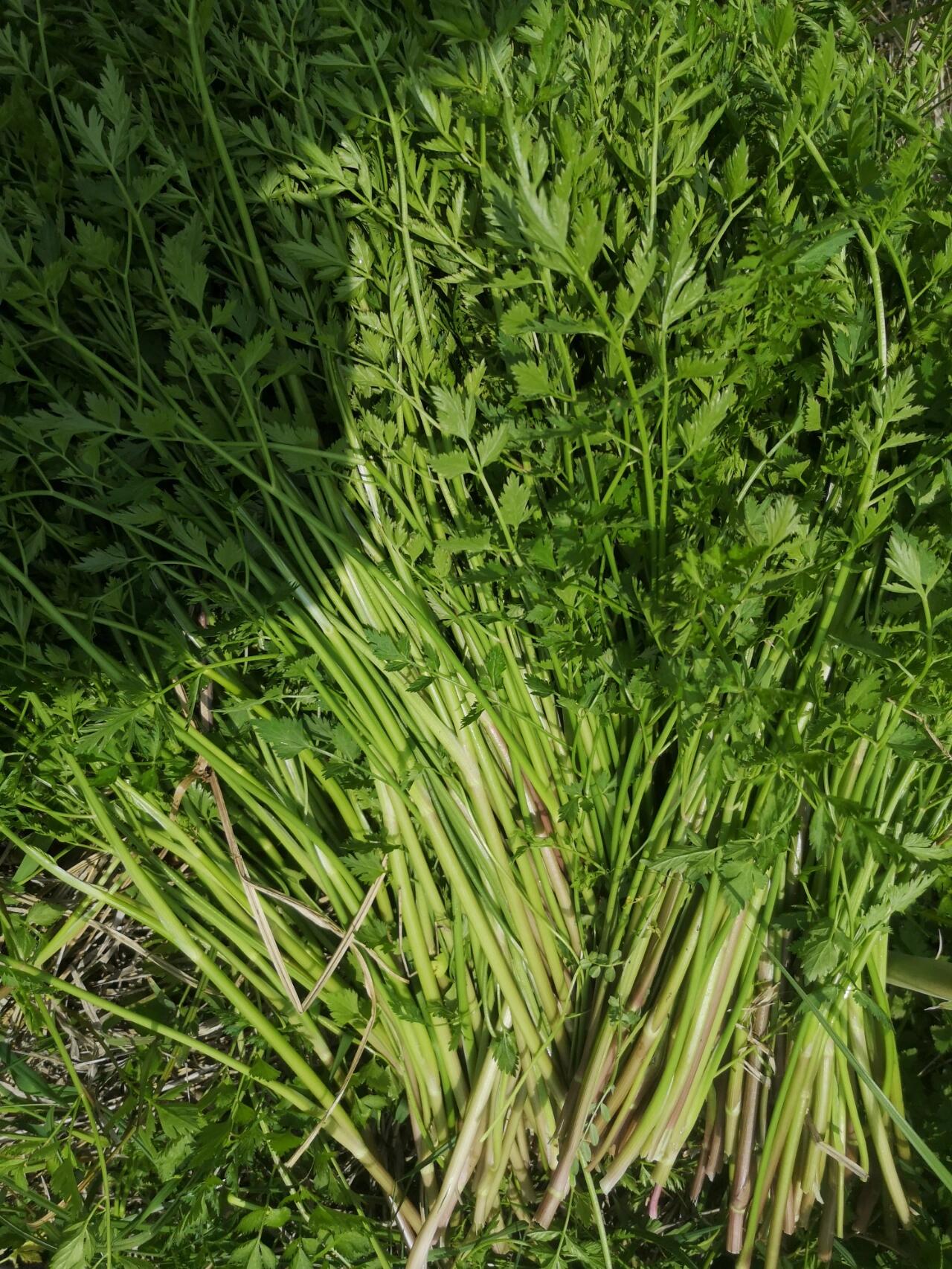 野芹菜   ,大自然的馈赠