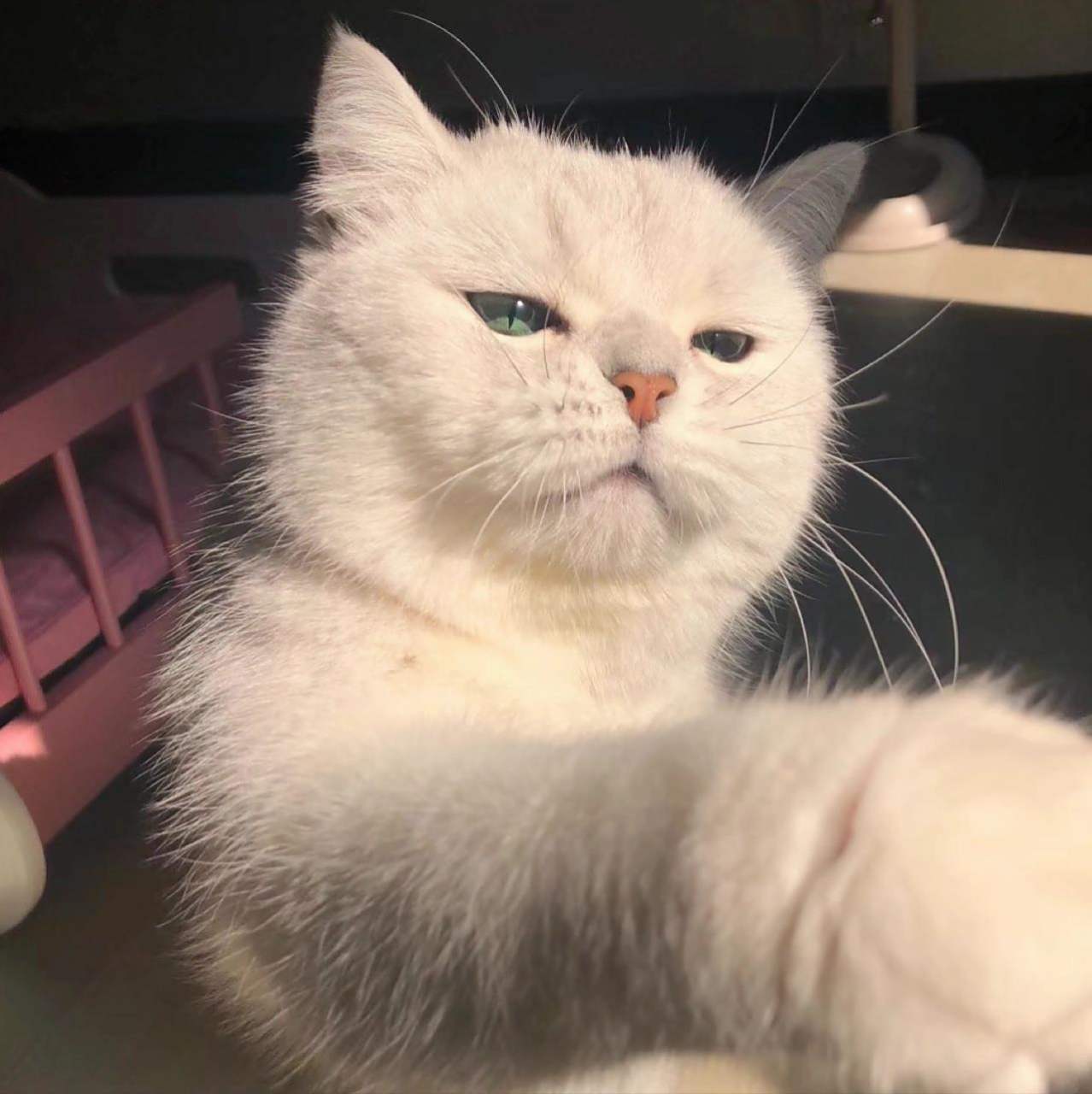 一组可爱的猫咪头像鸭