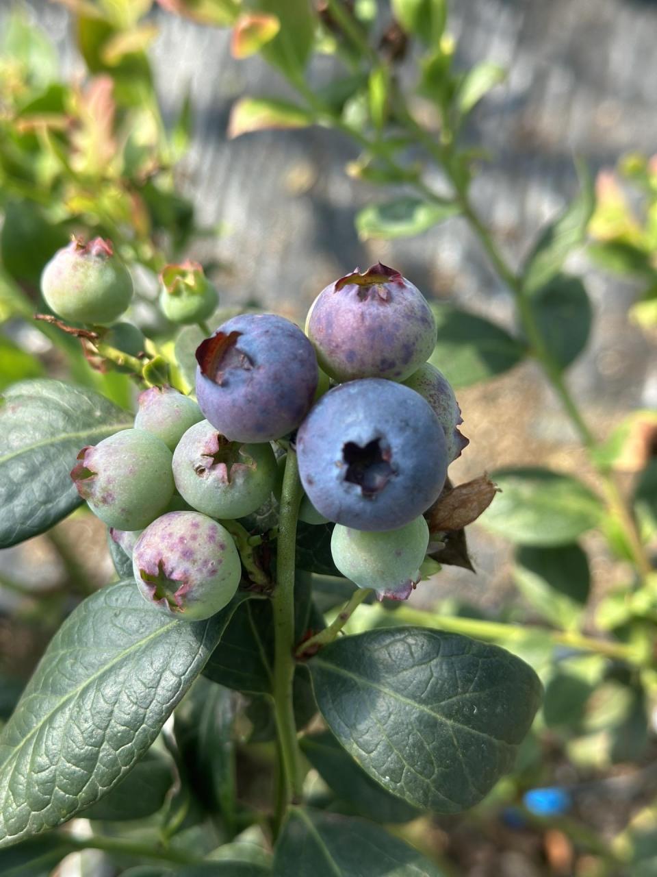 优瑞卡蓝莓花期图片