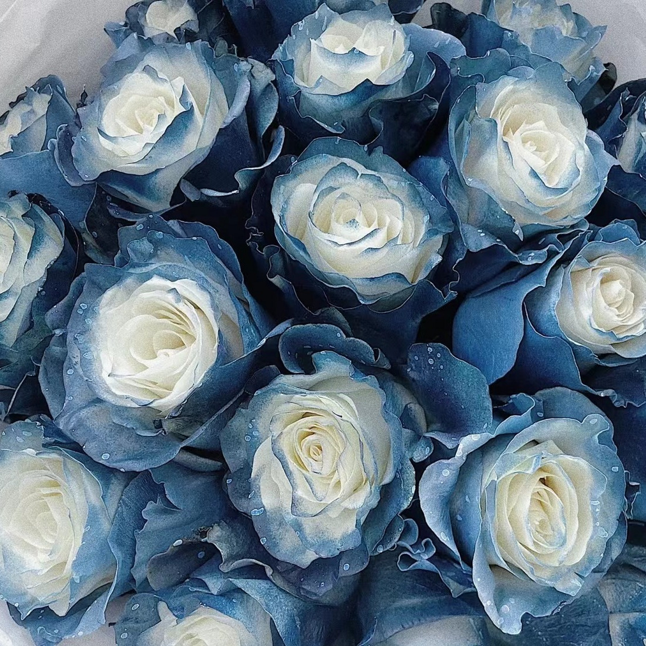 每日识花34|厄瓜多尔星河玫瑰 97厄瓜多尔星河玫瑰9797厄瓜多尔