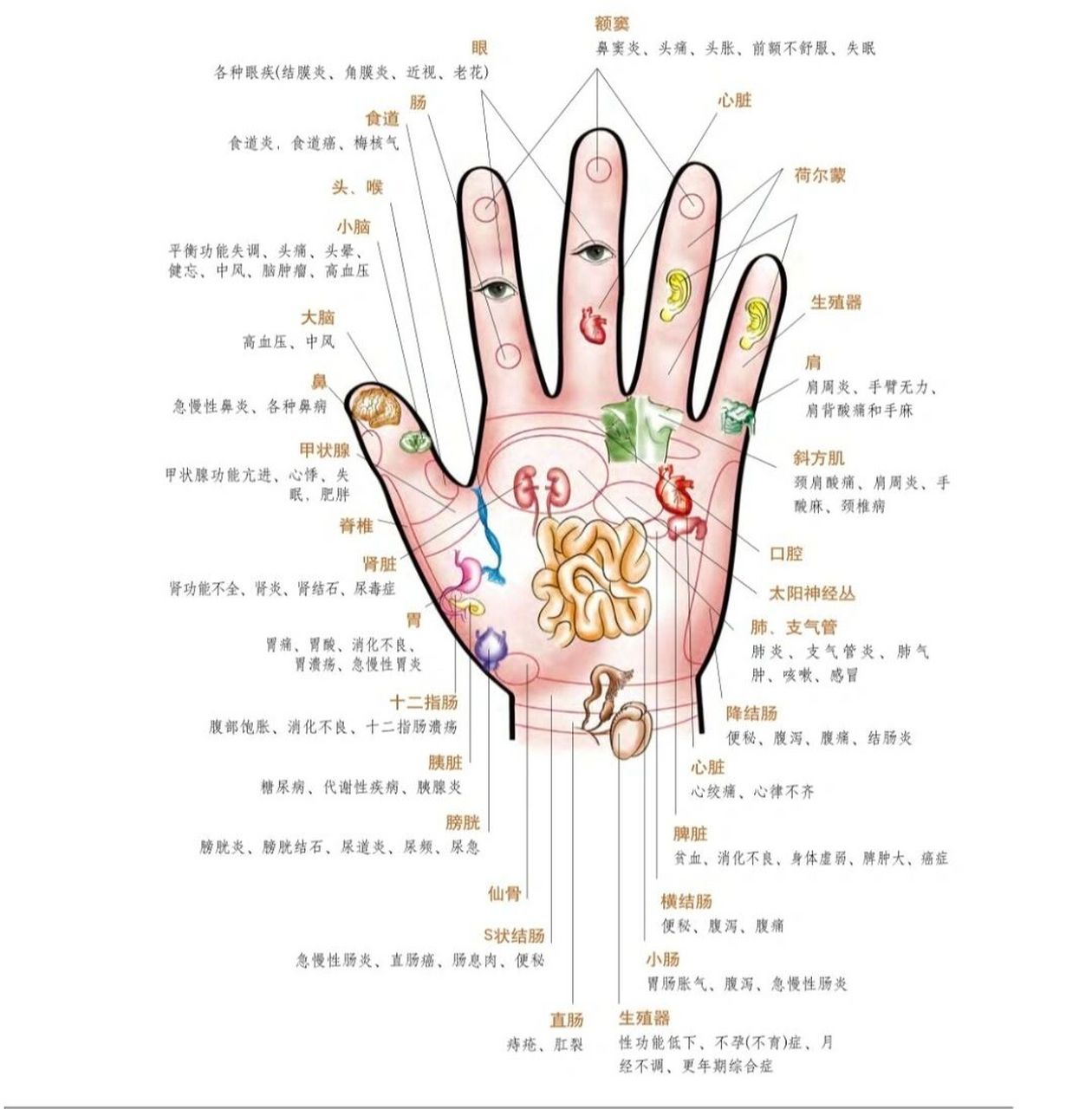 掌纹,指纹,指节纹,手掌软硬及手掌颜色等揭示人体