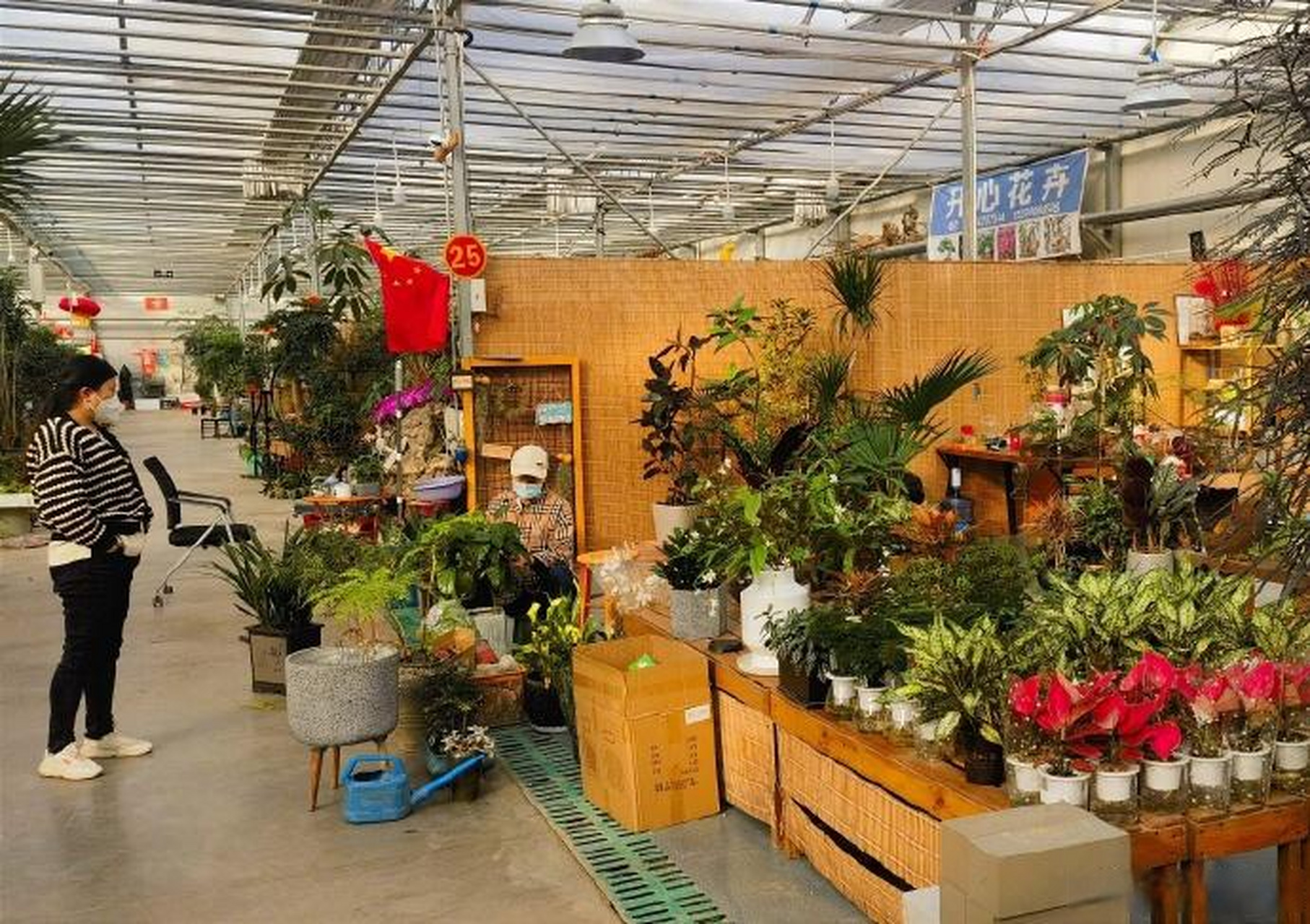 五彩缤纷迎新春】1月3日,在太原市杨家峪花卉市场,商家们正在整理新到