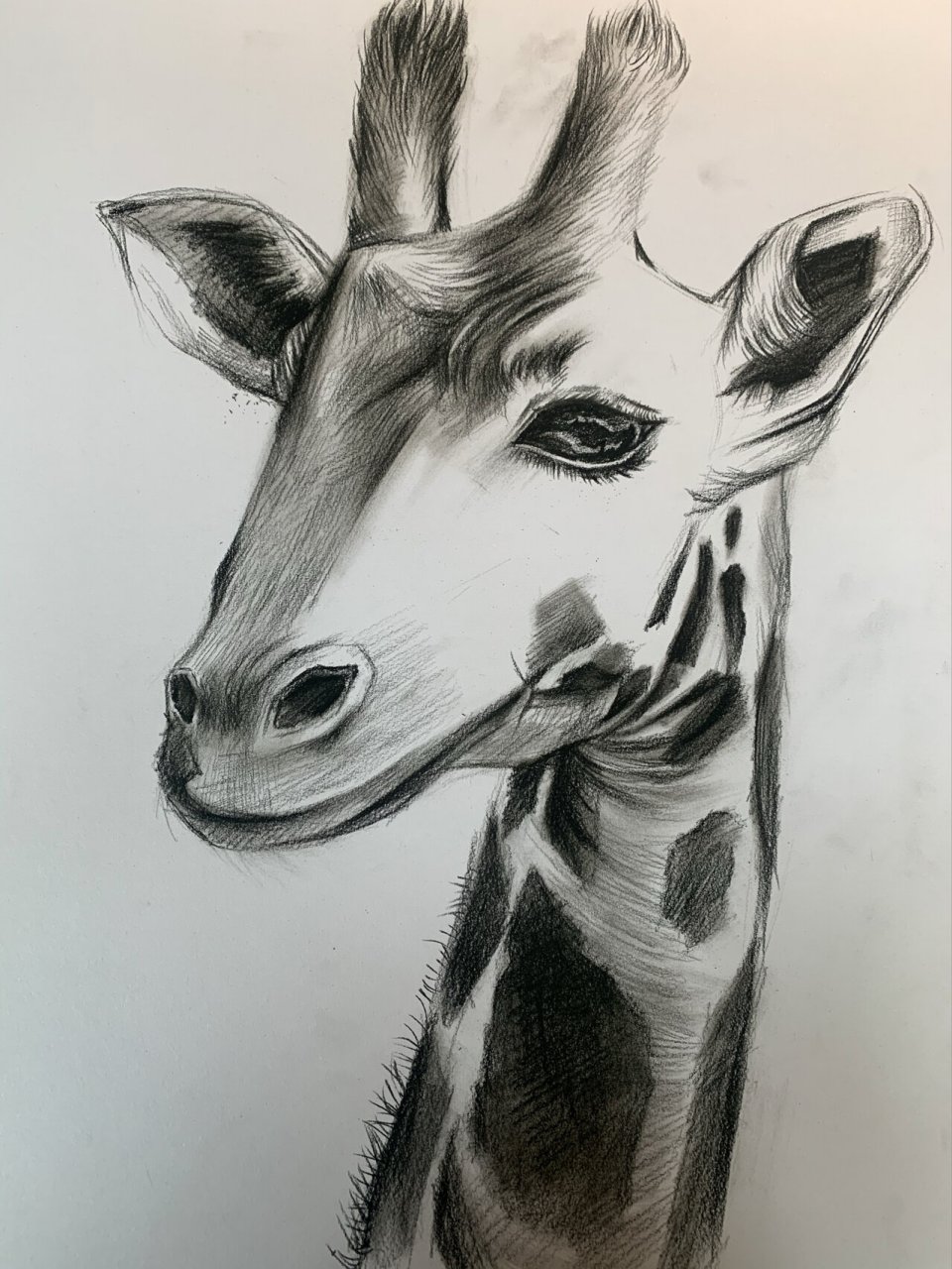 长颈鹿素描步骤 碳铅(软性)绘画