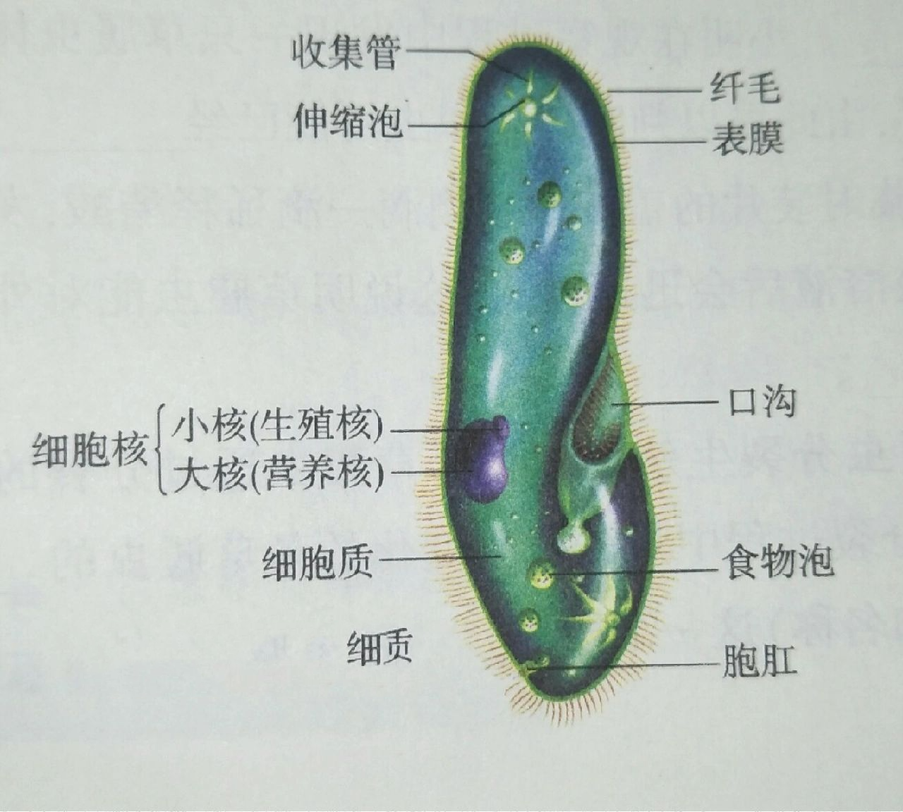 七上生物草履虫结构图图片