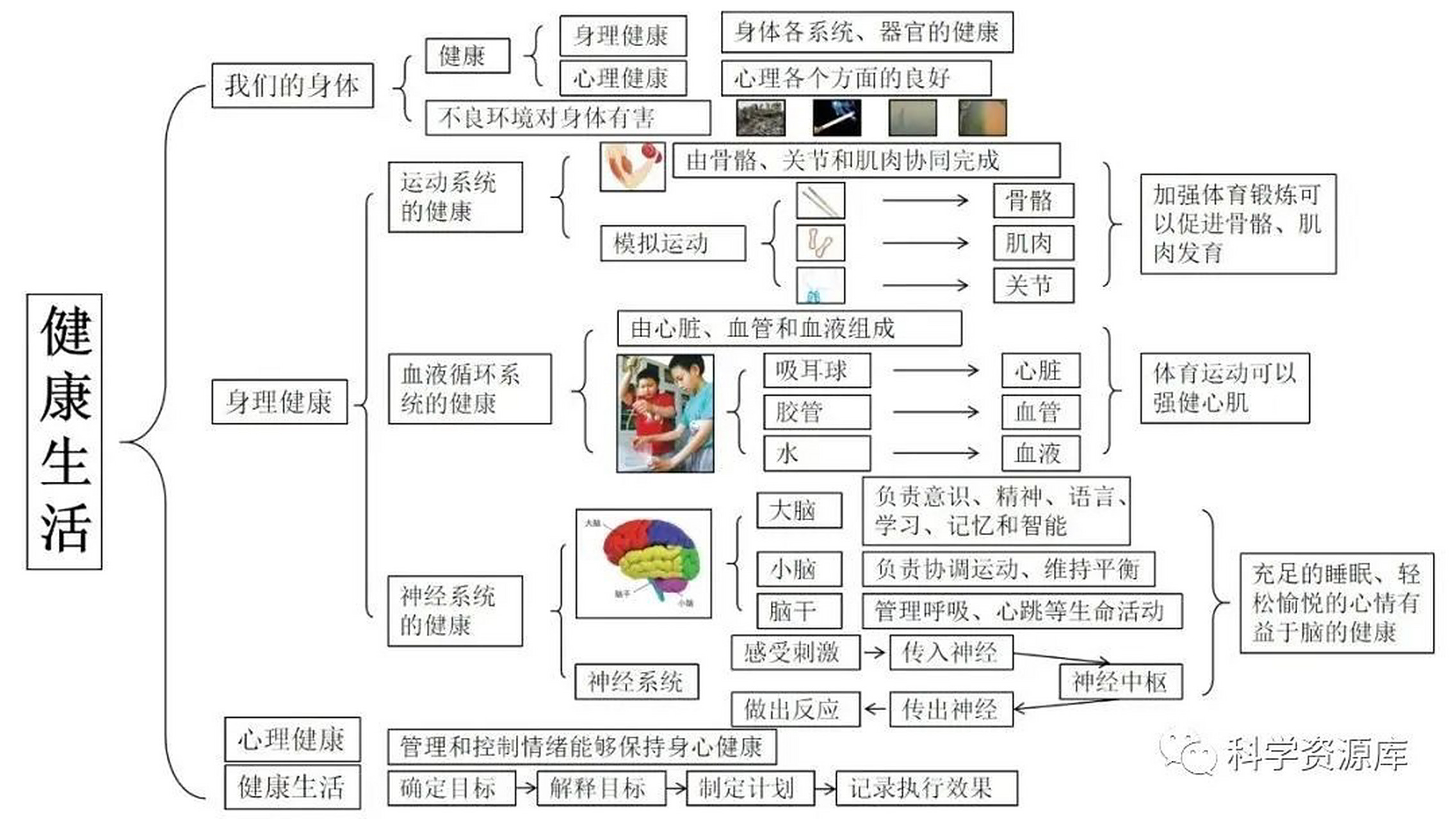 五年级科学 五上第四单元《健康生活》思维导图