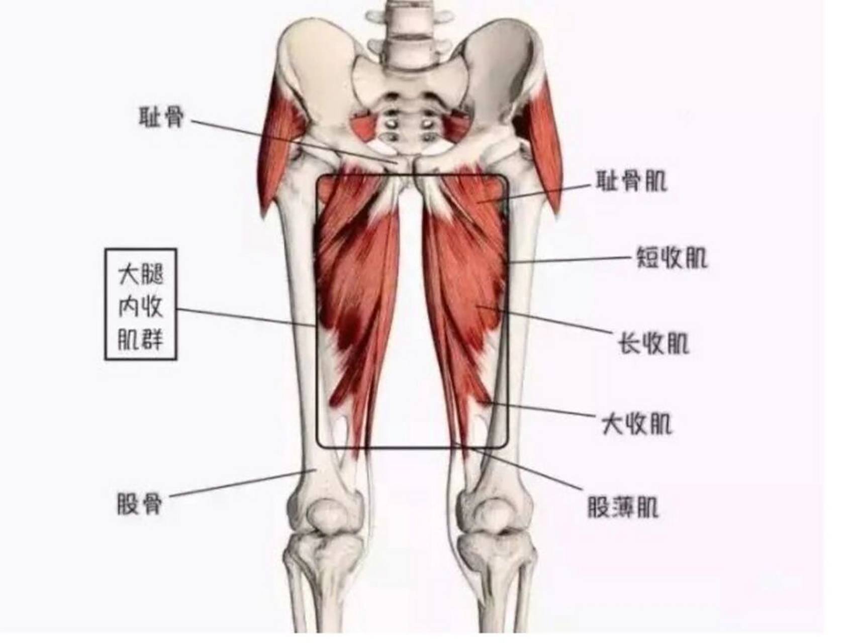 小知识分享之大腿内收肌群 "大腿内收肌群"由大收肌,长收肌,短收肌