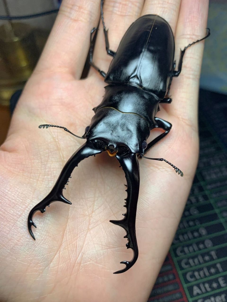 长颈鹿锯锹甲 新羽化的大个体,可惜右前足因为充血问题整个断掉了