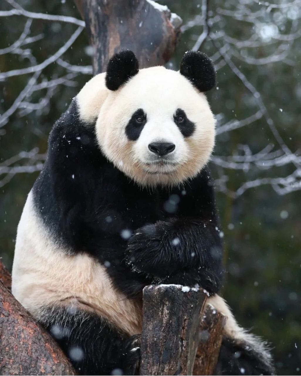 藏龙山熊猫图片