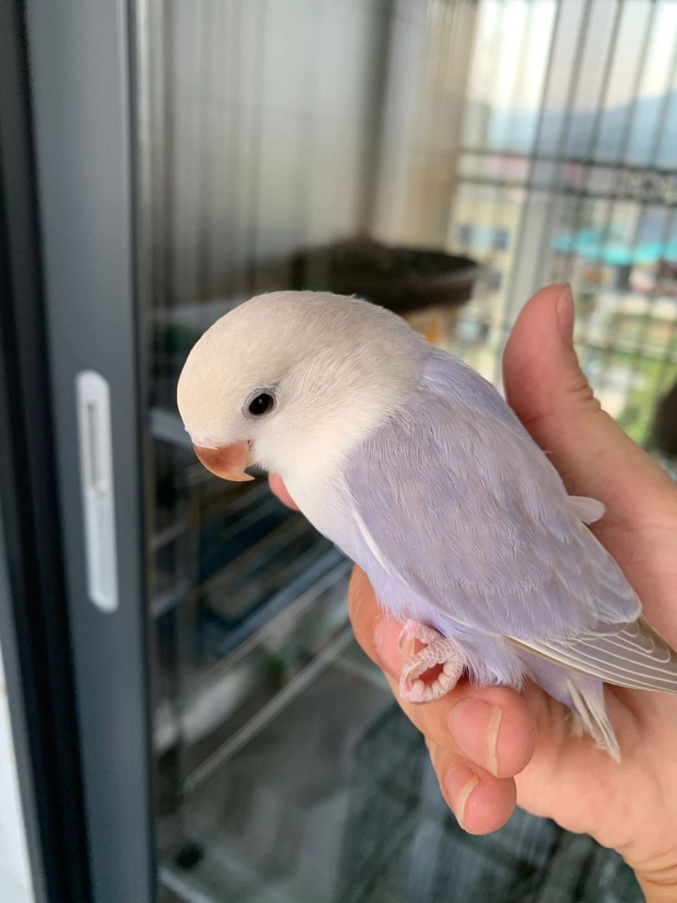 紫薰 紫薰衣草牡丹鹦鹉 紫薰牡丹鹦鹉也挺可爱的