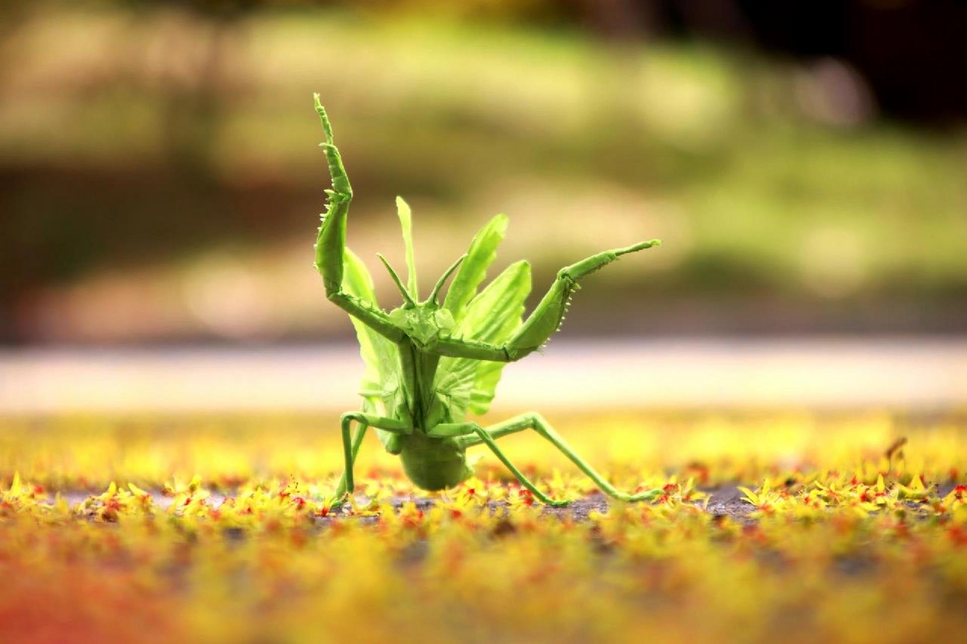 01我折出了世界上最复杂的折纸螳螂 设计:今井幸太 折拍:我 用纸