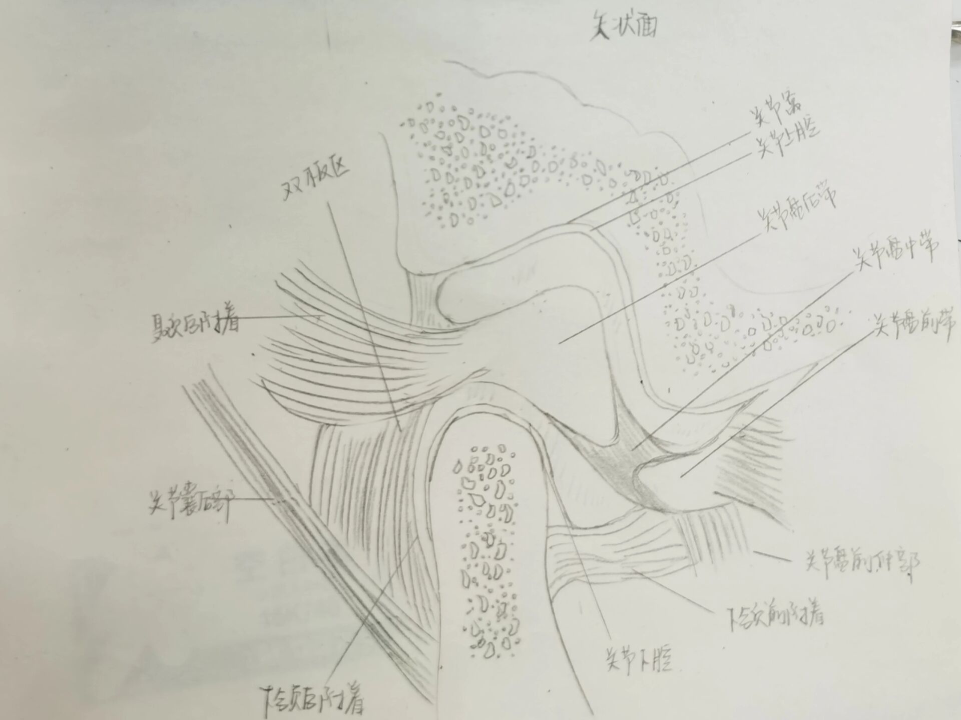 颞下颌关节画图图片