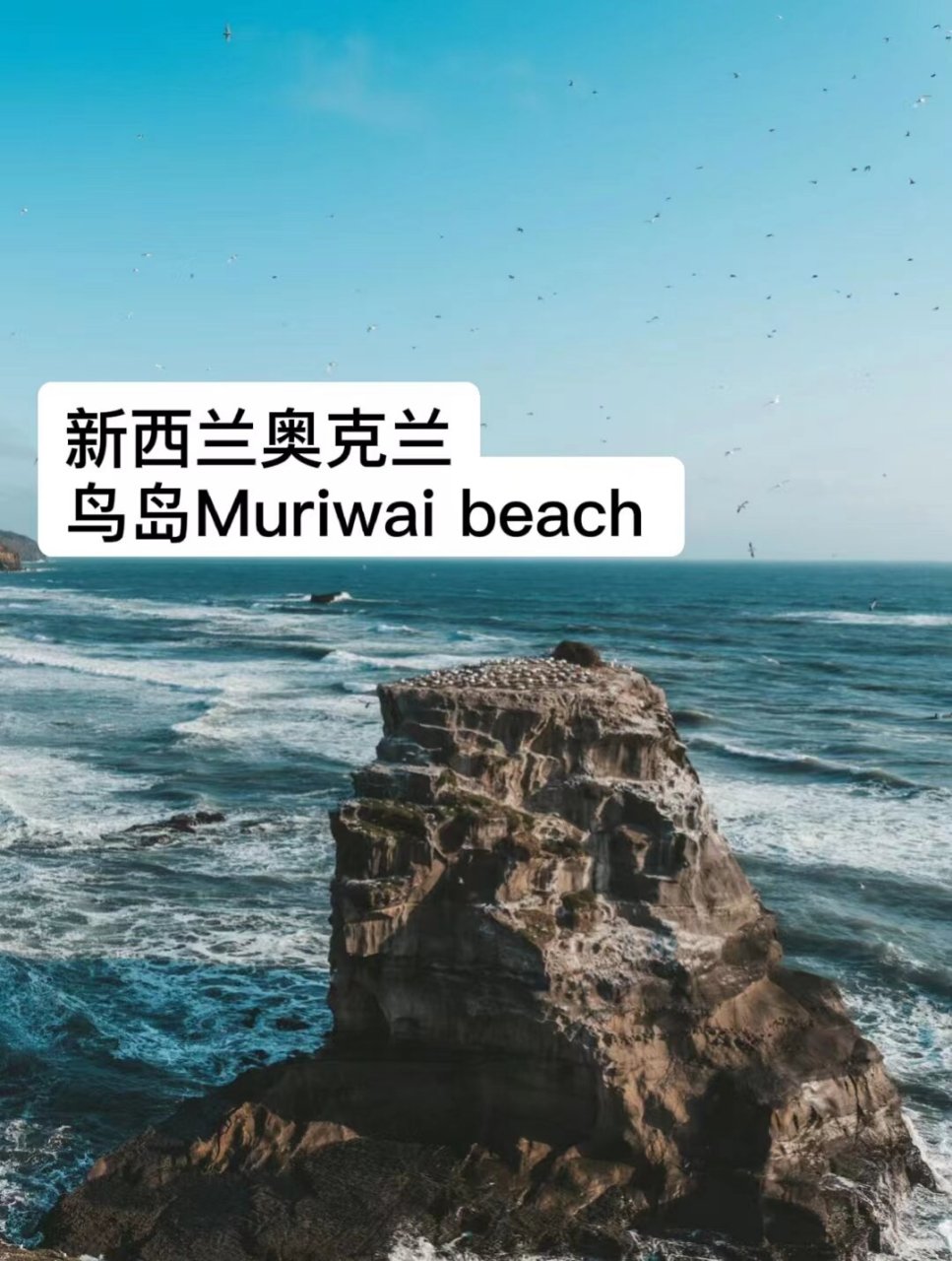 新西兰旅行|奥克兰鸟岛muriwai beach ·   新西兰的鸟岛muriwai 位于
