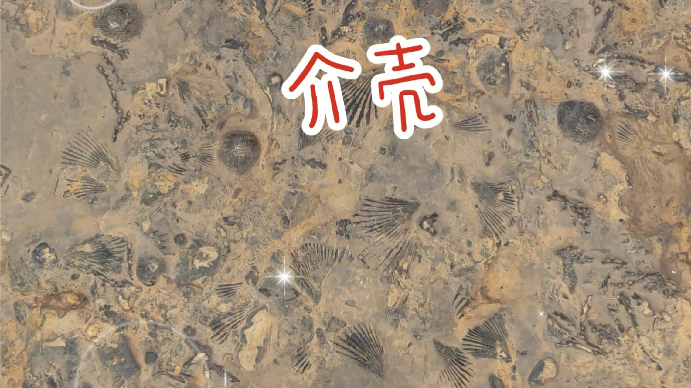 介壳化石是一种由完整的生物贝壳被泥晶方解石固结而成的石 灰岩.