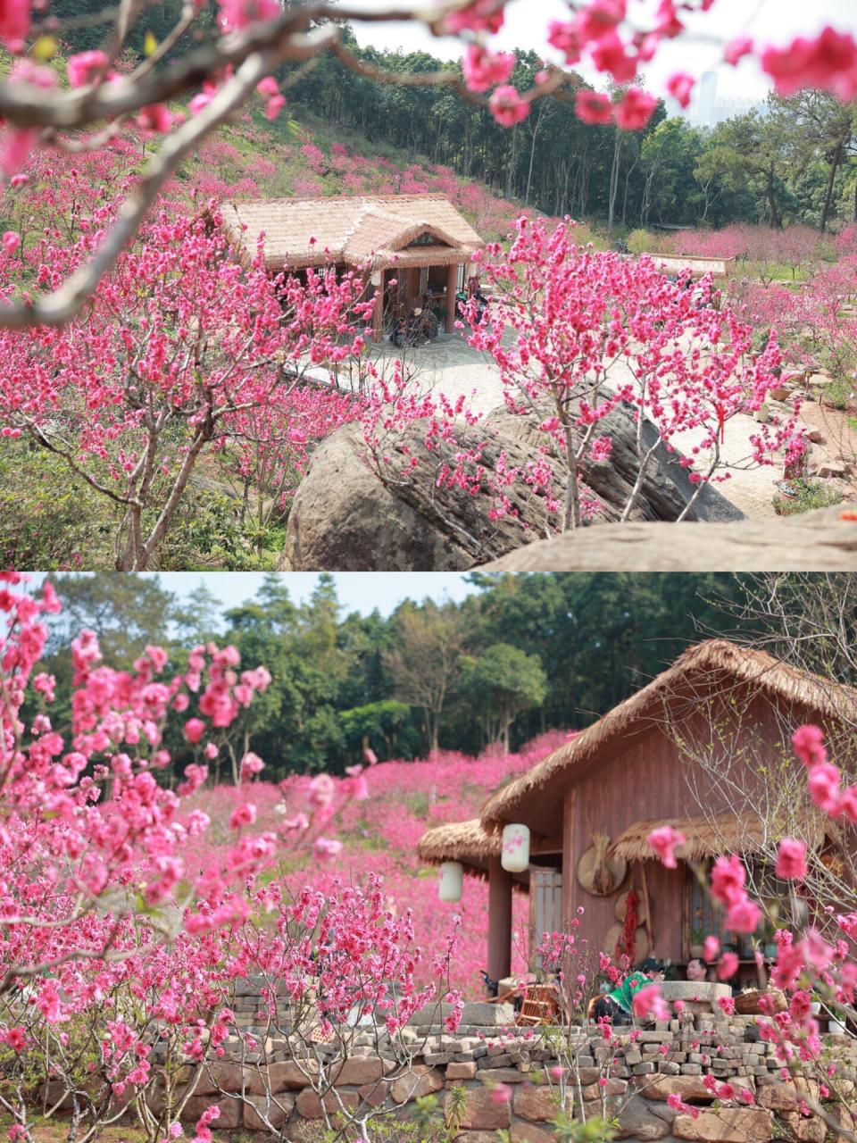 这满山的桃花,昼夜都很美,一定要滑到图二 青秀山桃花岛和桃花坞的