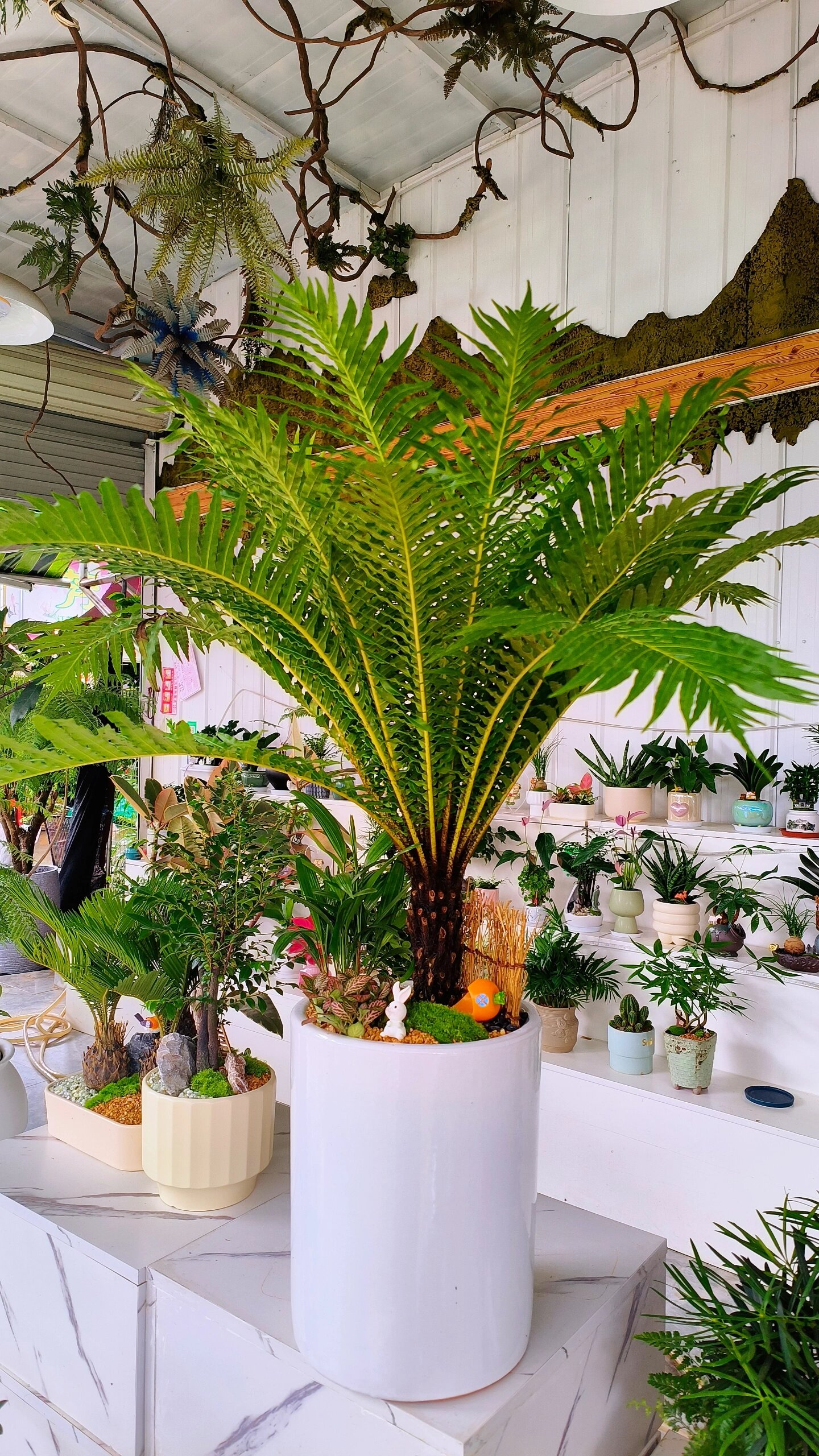 老桩富贵蕨～聚气生旺,增强绿色能力