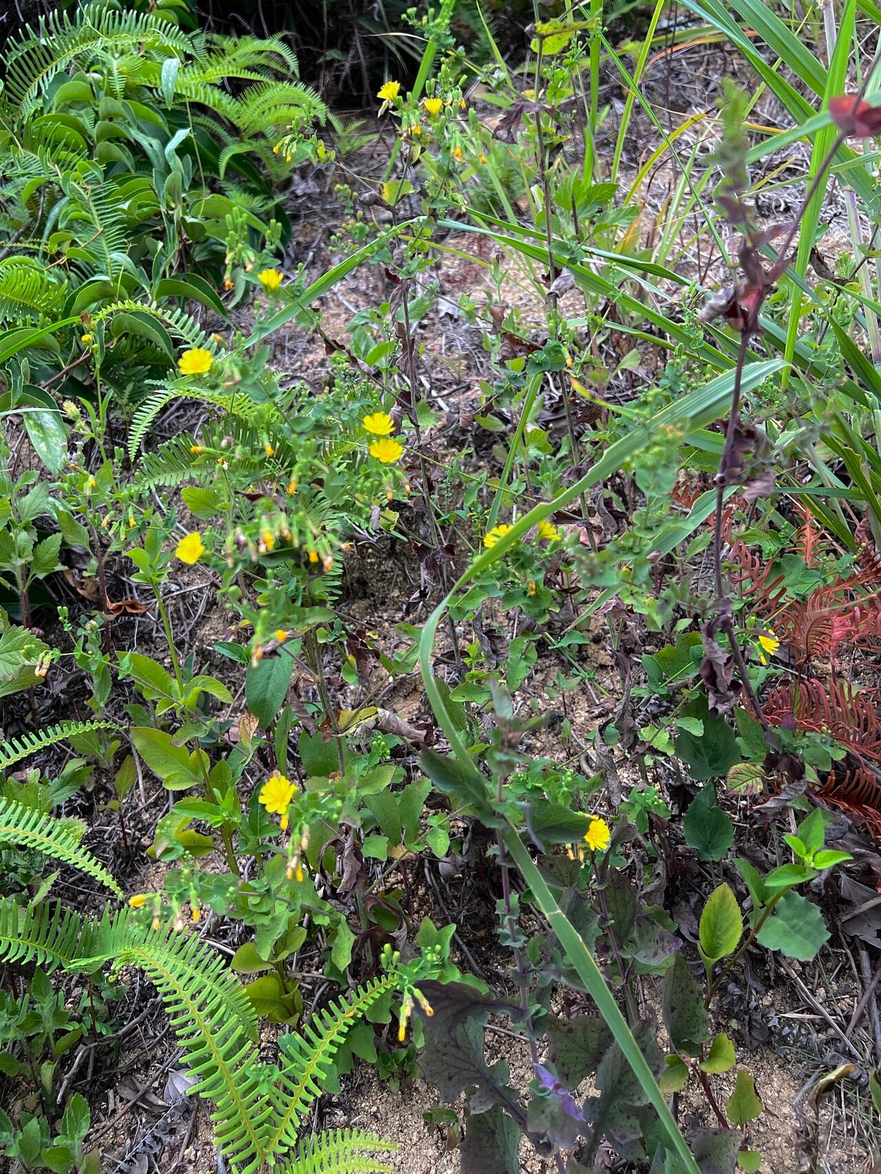 116: 尖裂假还阳参 尖裂假还阳参(学名:crepidiastrum sonchifolium