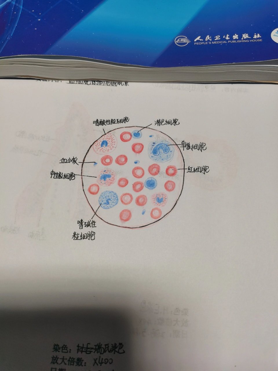 心肌细胞图片 手绘图图片