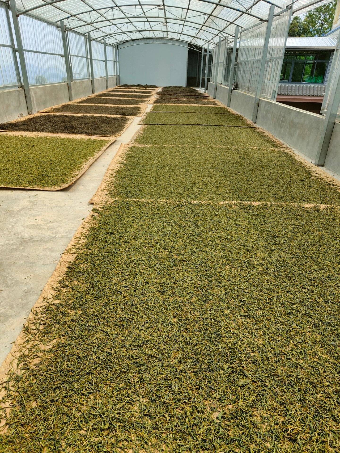 云南普洱茶名山头——那罕 古树茶 1 什么是娜罕普洱茶?