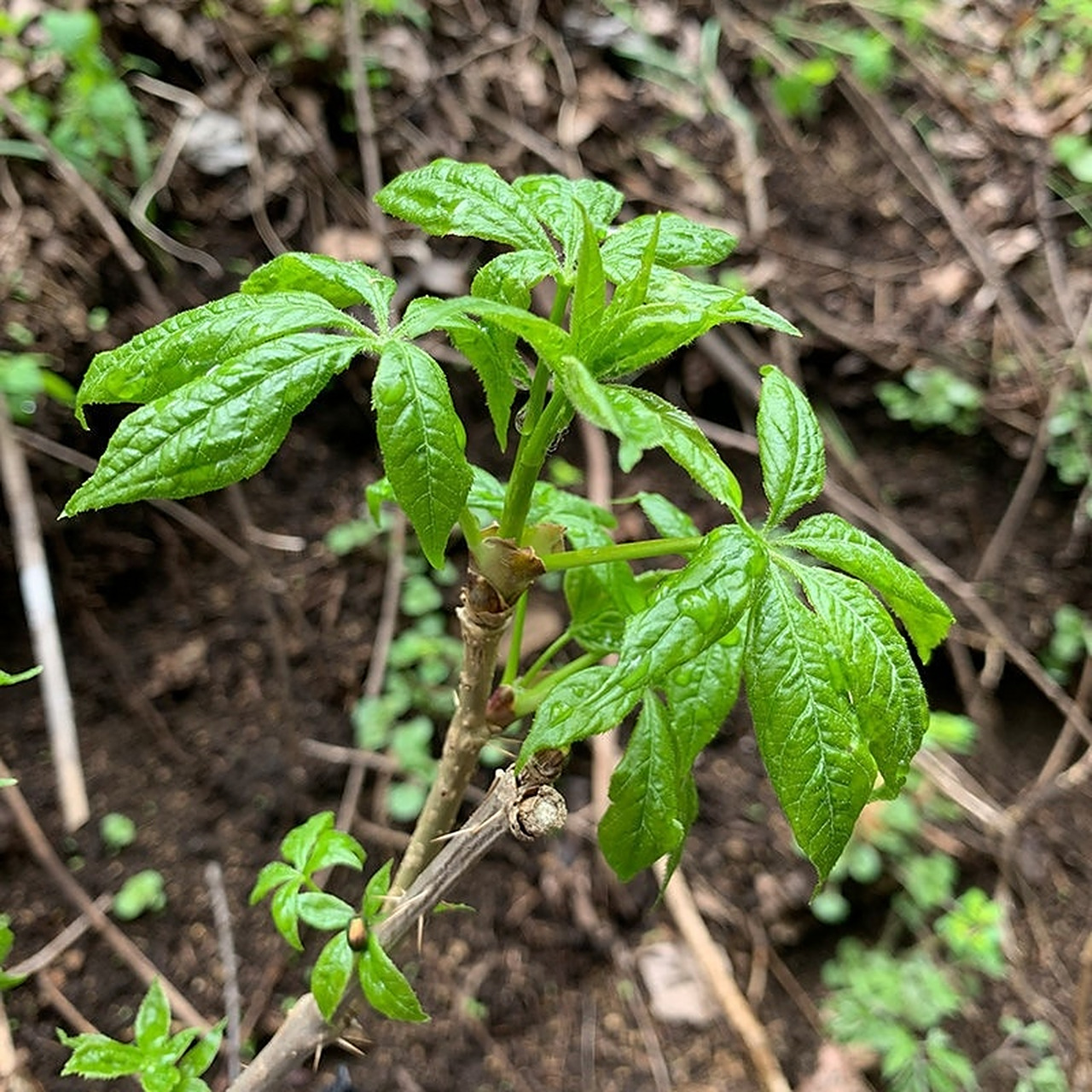 东北野生刺五加山野菜 长白山野生山野菜 ,软化心脑血管,喜欢吃的联系