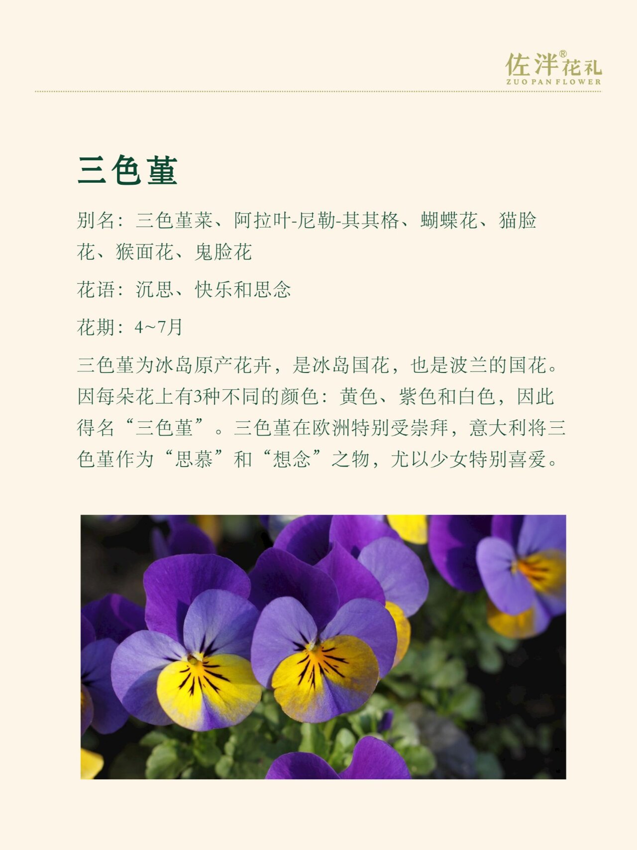 花语花事63