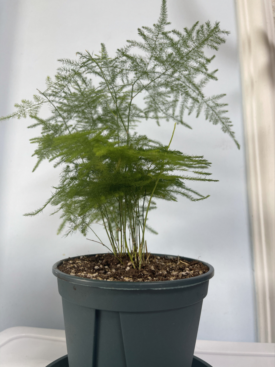 植物日记——16文竹 来到我家后第一盆起死回生的植物~一开始还是郁郁