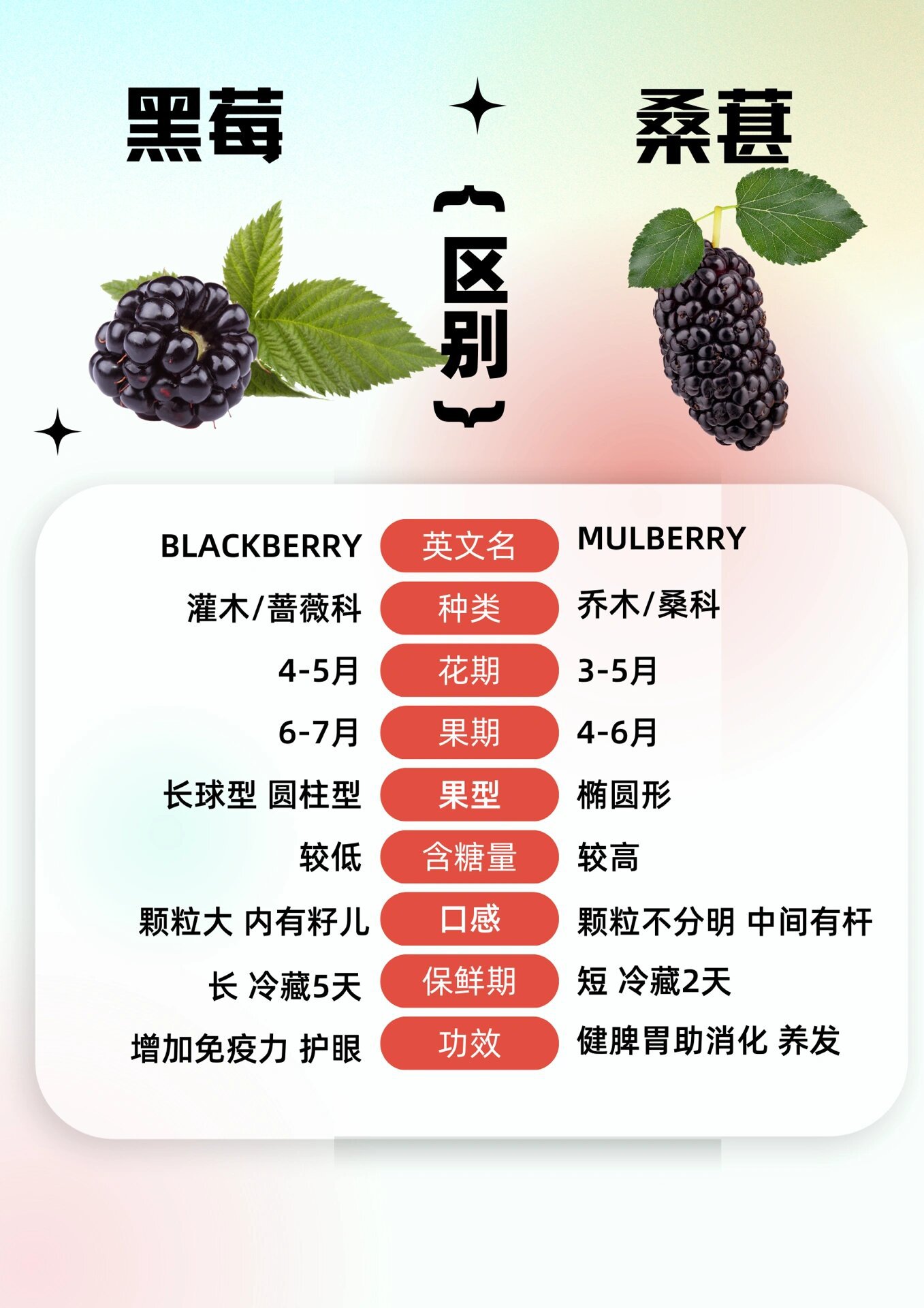 黑莓和桑葚的区别!97干货