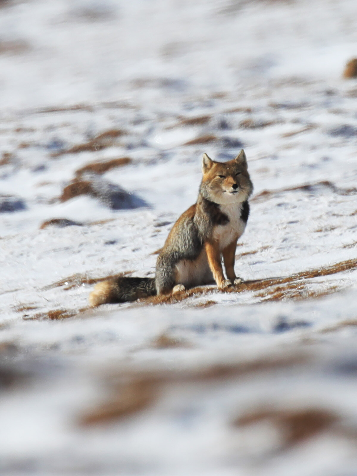 雪豹,兔狲,藏狐因都有一张网红脸所以被称为"高原三傻".