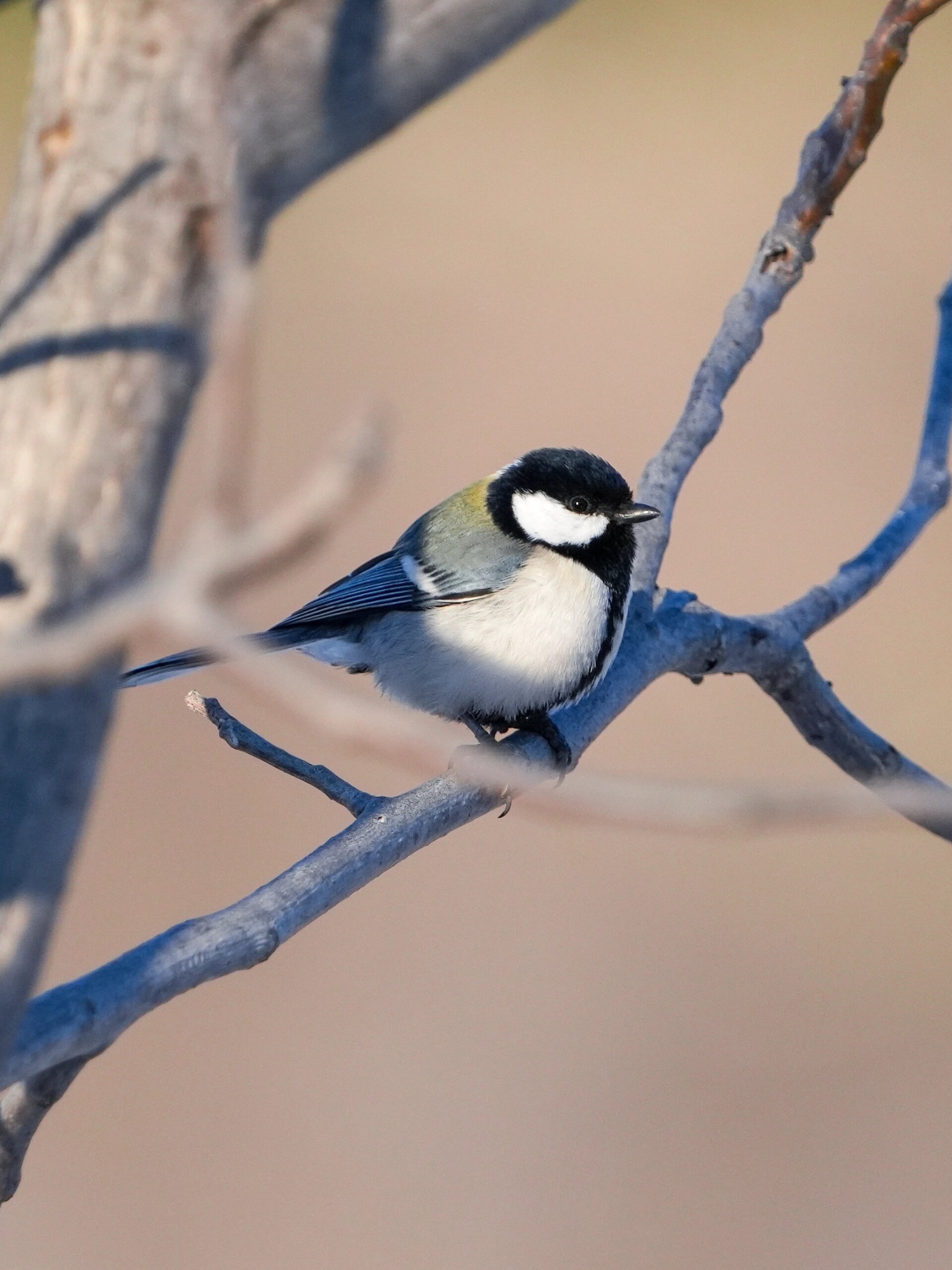 看图识鸟,各种山雀,大家分得清楚么99
