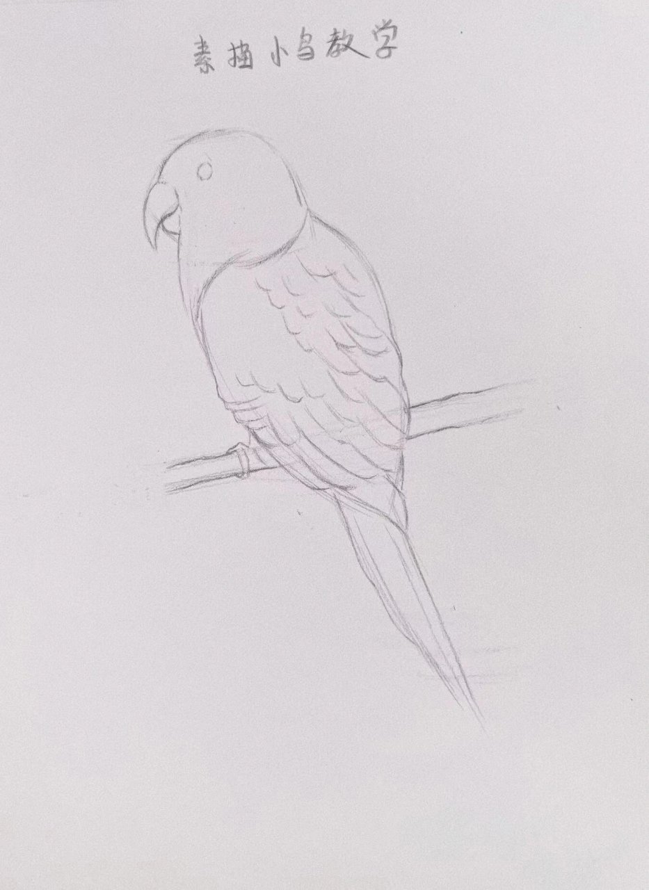 素描小鹦鹉00教学
