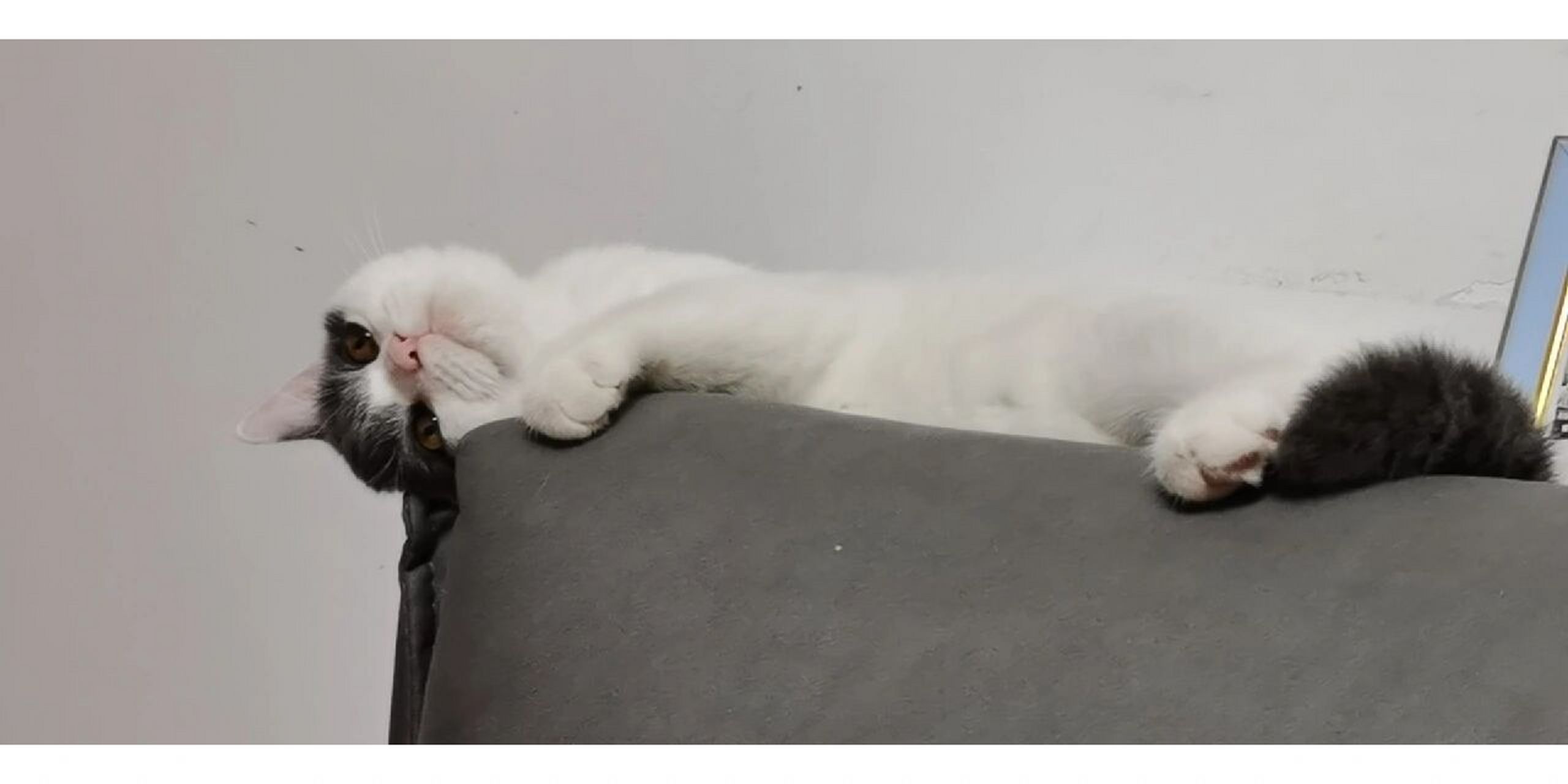 净梵猫真的很漂亮