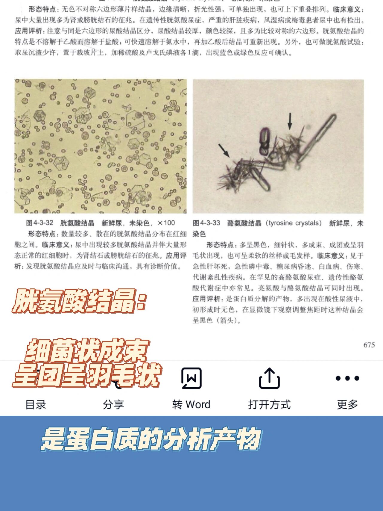 补:尿沉渣形态学day 6