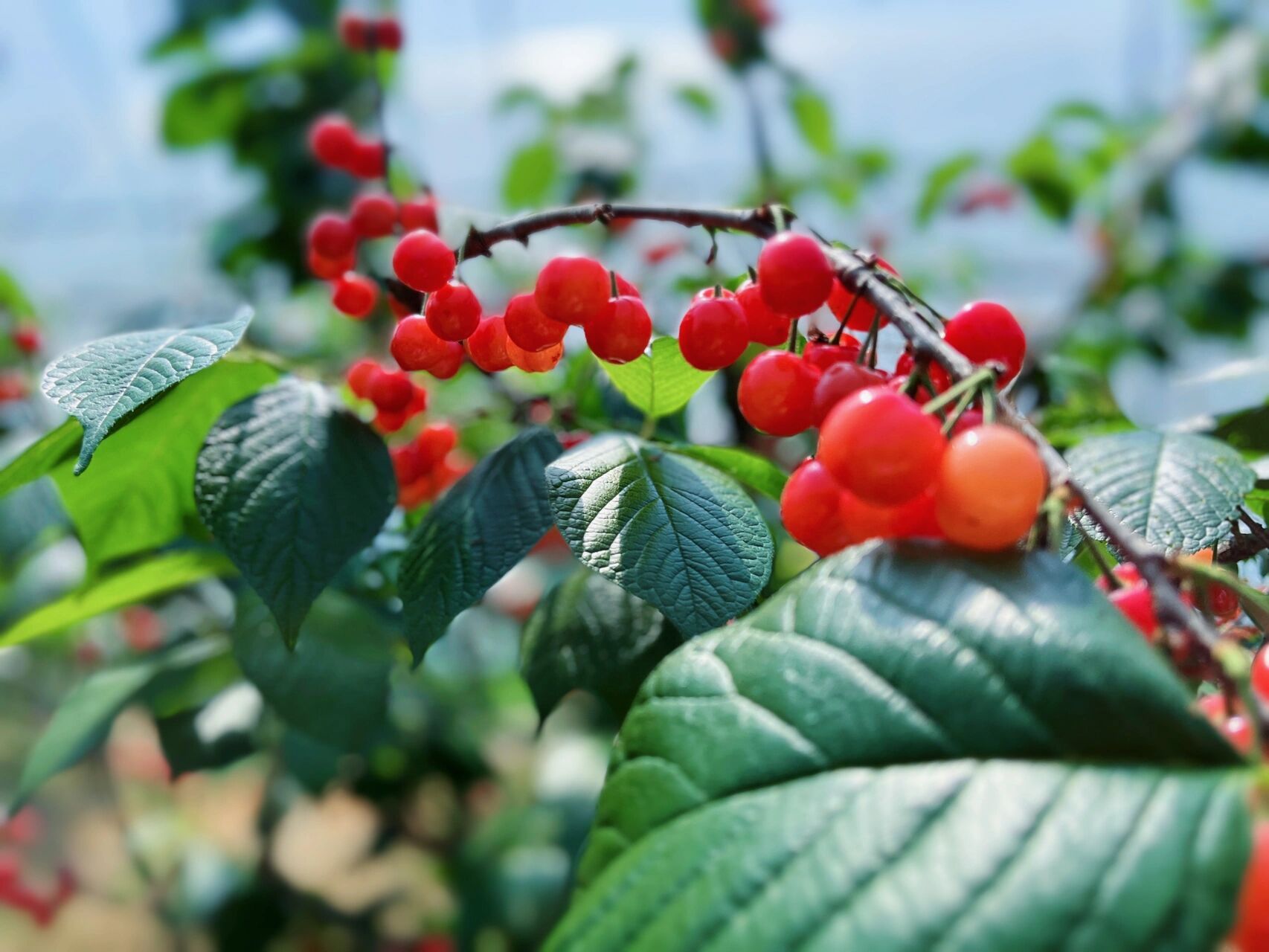 90樱桃采摘 | 樱桃文案 | 朋友圈plog 又是一年樱桃采摘季,快安排上