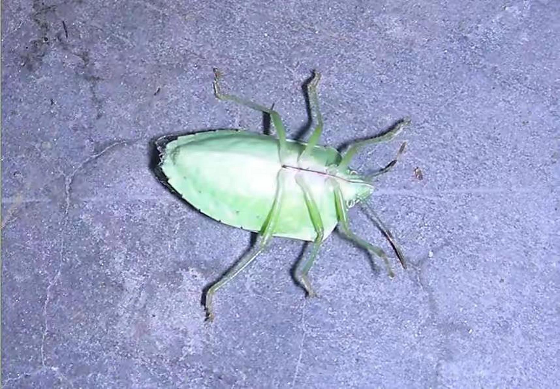 昆虫百科 蝽象指的是昆虫纲,半翅目昆虫的总称