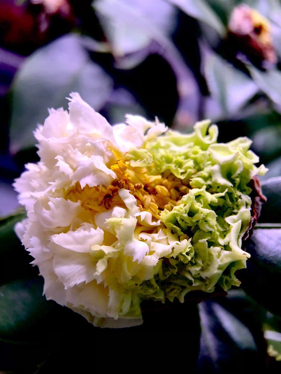 两年来第一次成功开放的绿可娜茶花 养了两年的绿可娜 终于有半朵花