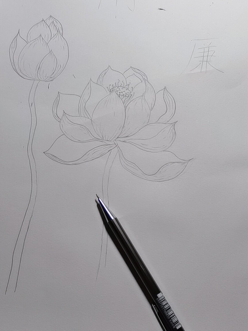 荷花 黑白装饰画 简笔画