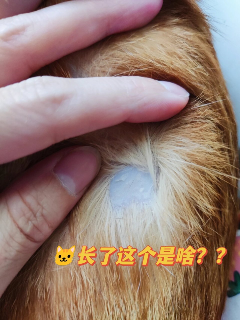 猫身上白色皮屑图片