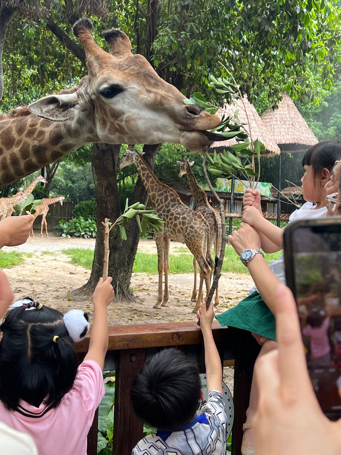 喂食长颈鹿 🦒 表姐过来广州玩 带着侄子侄女一起去了长隆动物园玩