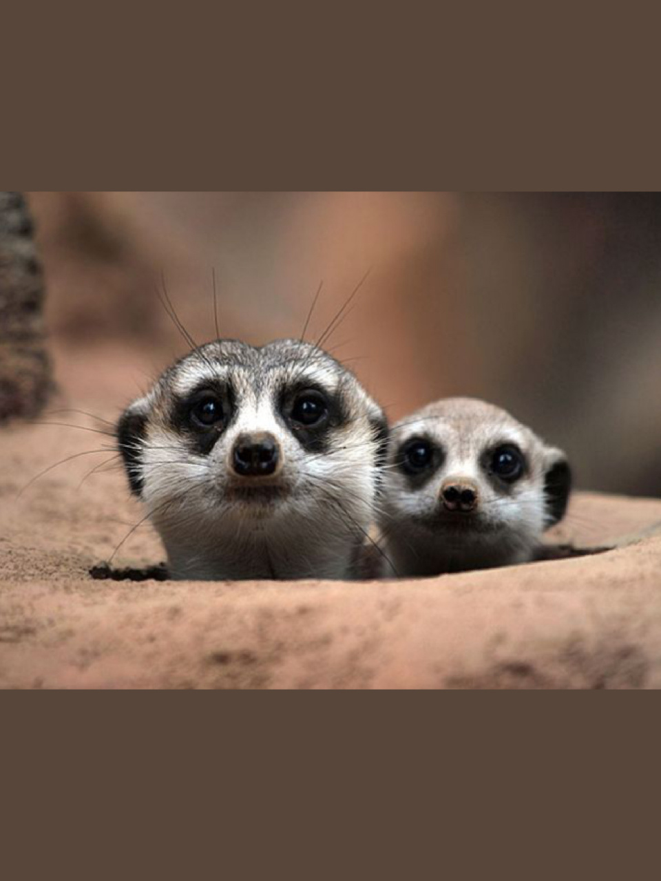 每天陪孩子一起瞧动物98(day44) 96名称:狐獴 96别名:细尾獴,灰