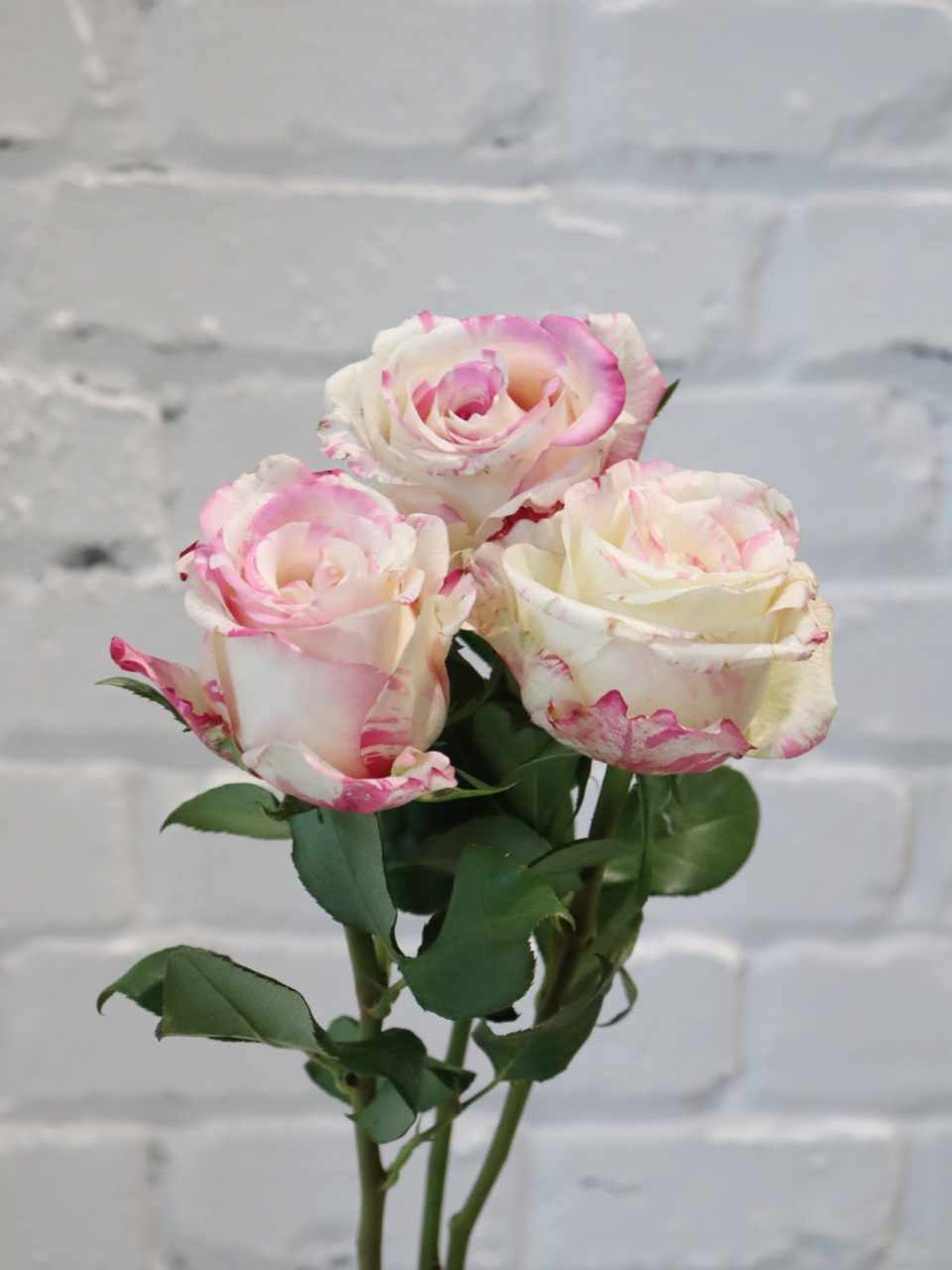 每日识花——霓裳玫瑰 霓裳玫瑰:稀有双色品种,盛开之时拥有传说中