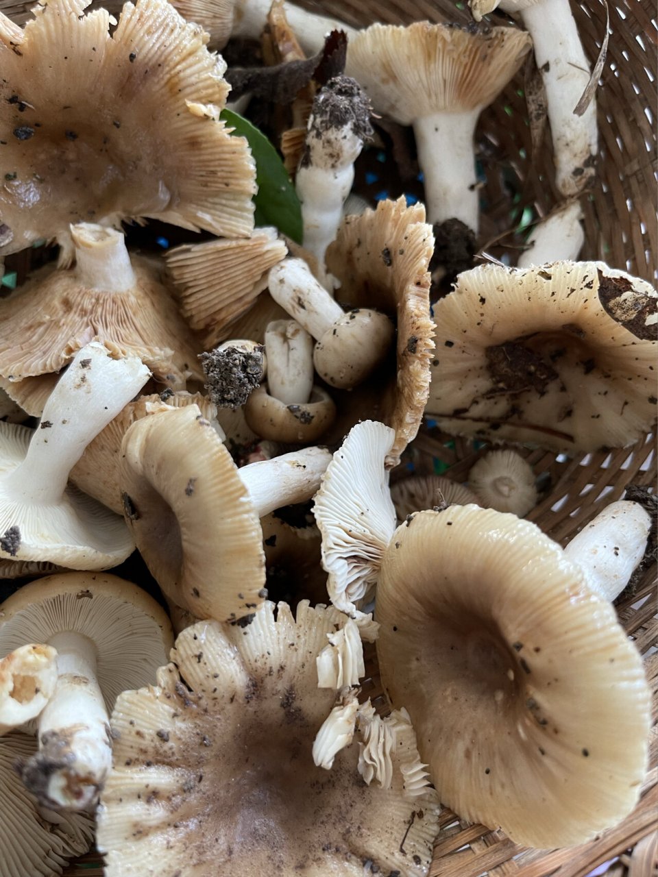 板栗树下捡到野生菌 闻着很香 煮了汤苦的 谁知道这是什么蘑菇