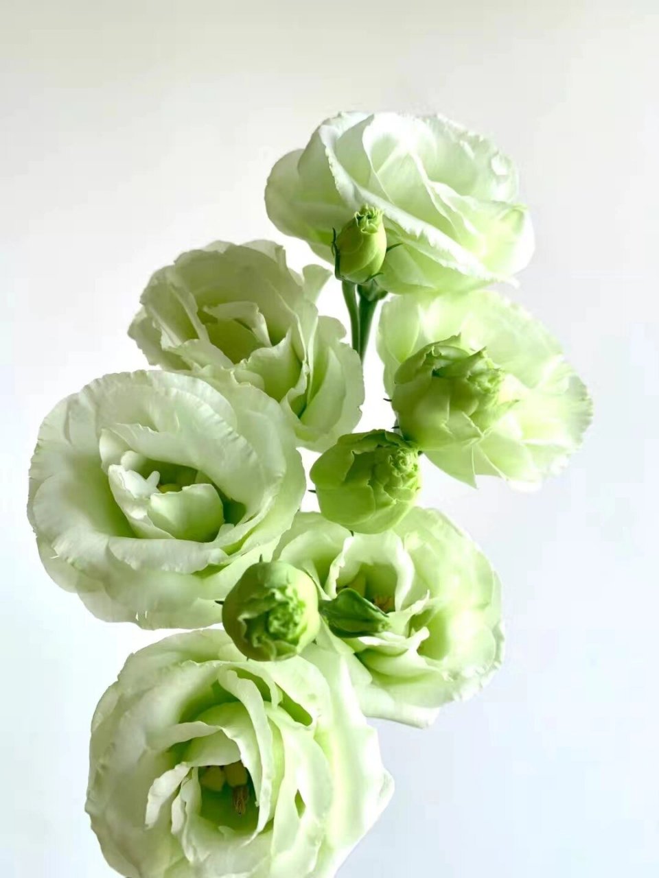 绿色桔梗花语图片
