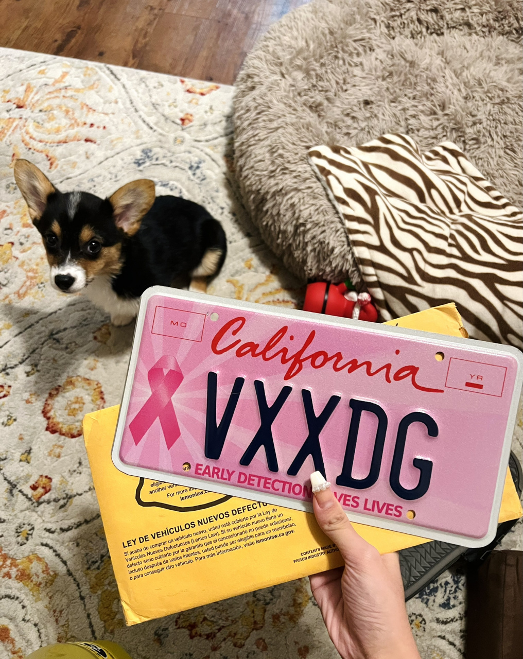 加州的粉色少女心车牌终于到喽 97这个粉色车牌不仅好看并且牌照