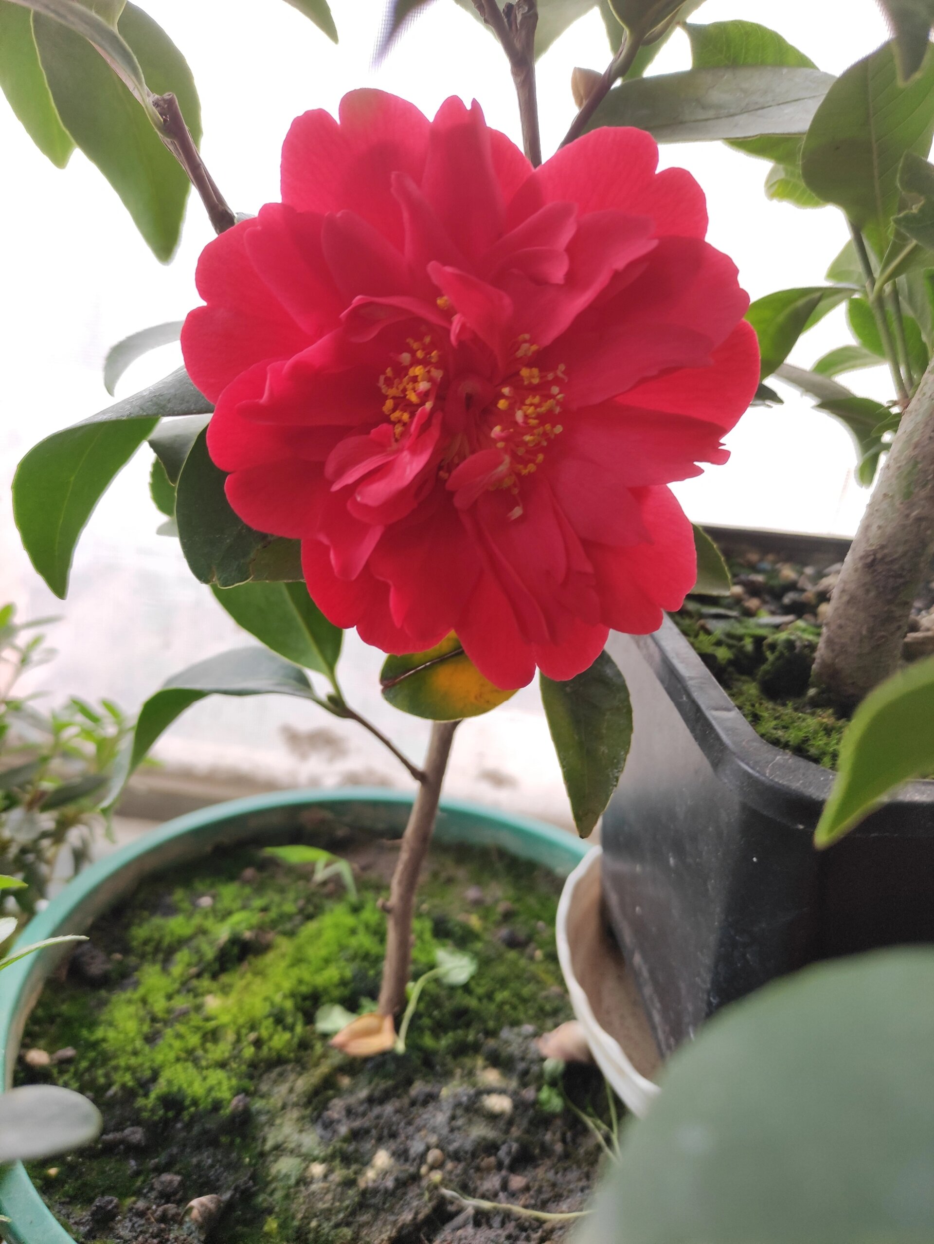 四季茶花 夏梦谢作