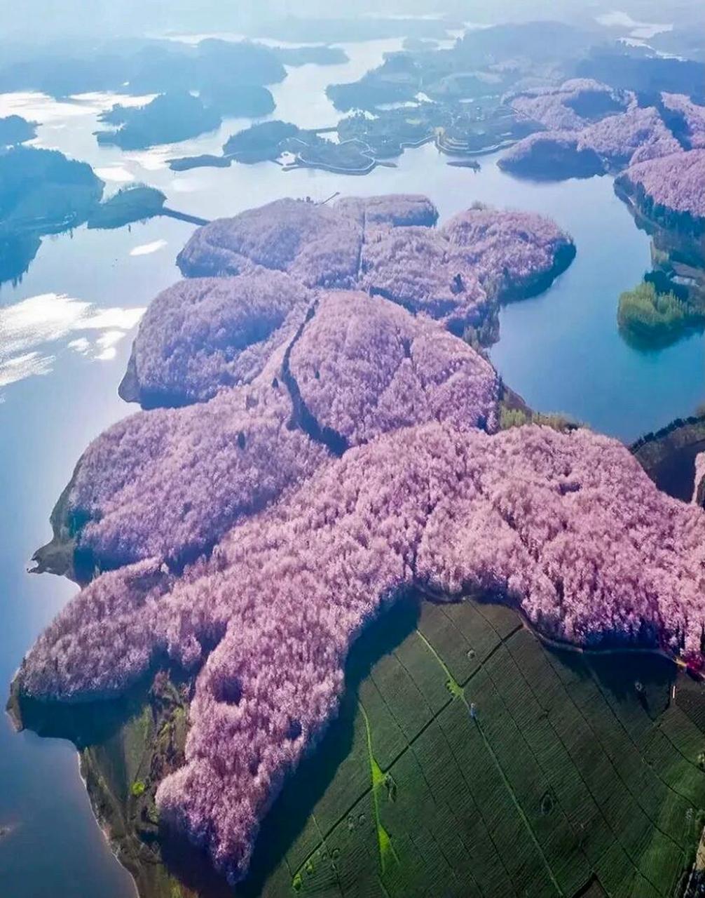 贵州平坝花海图片