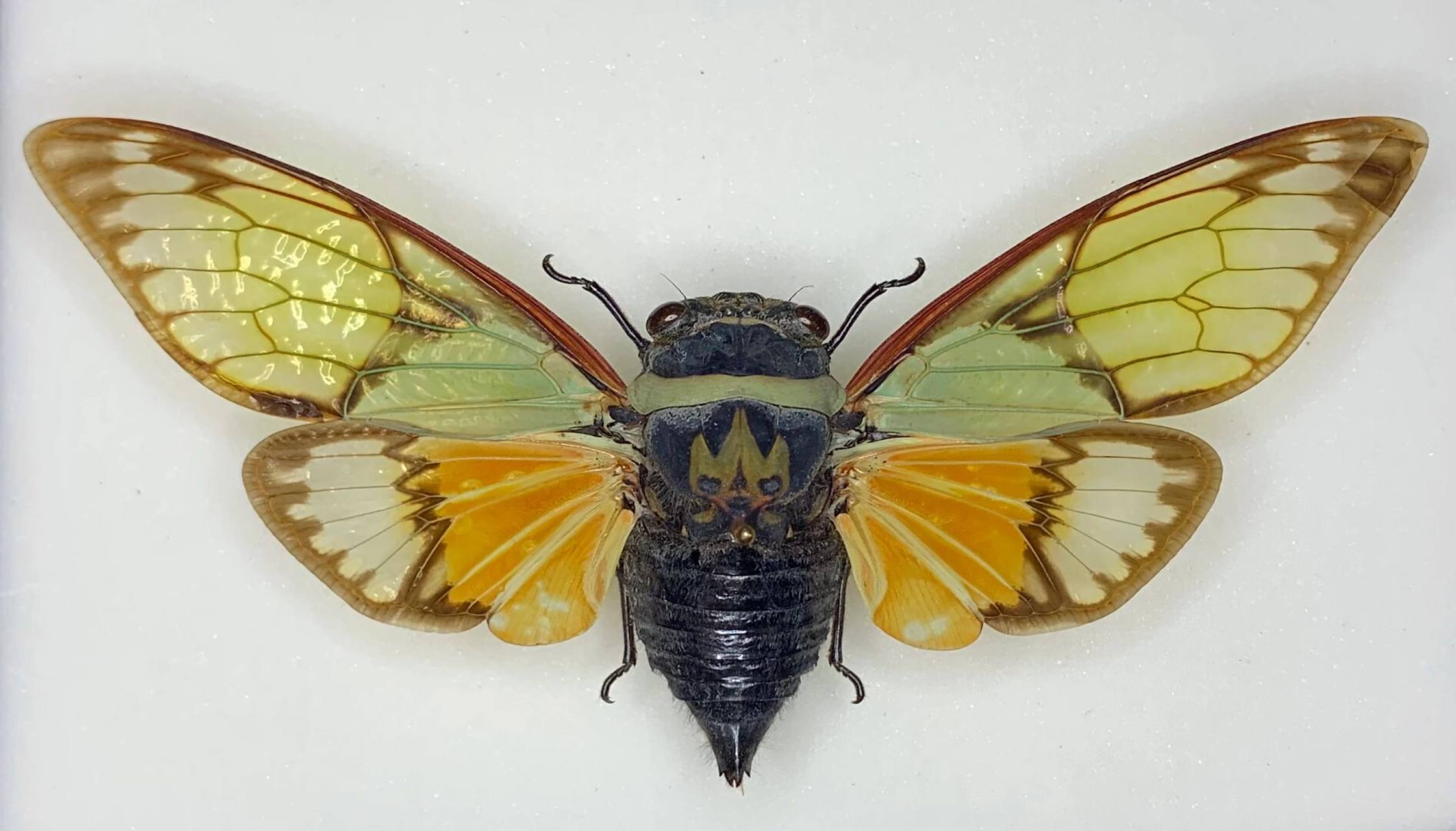 标本分享～云南丽蝉 salvazana mirabilis distant, 1913 蚱蝉族中的