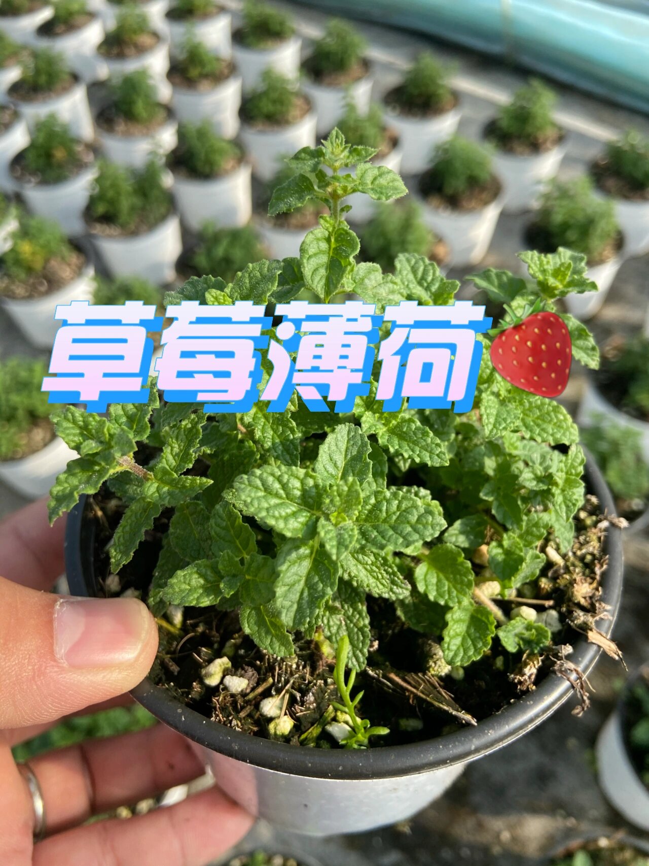 薄荷介绍第四篇