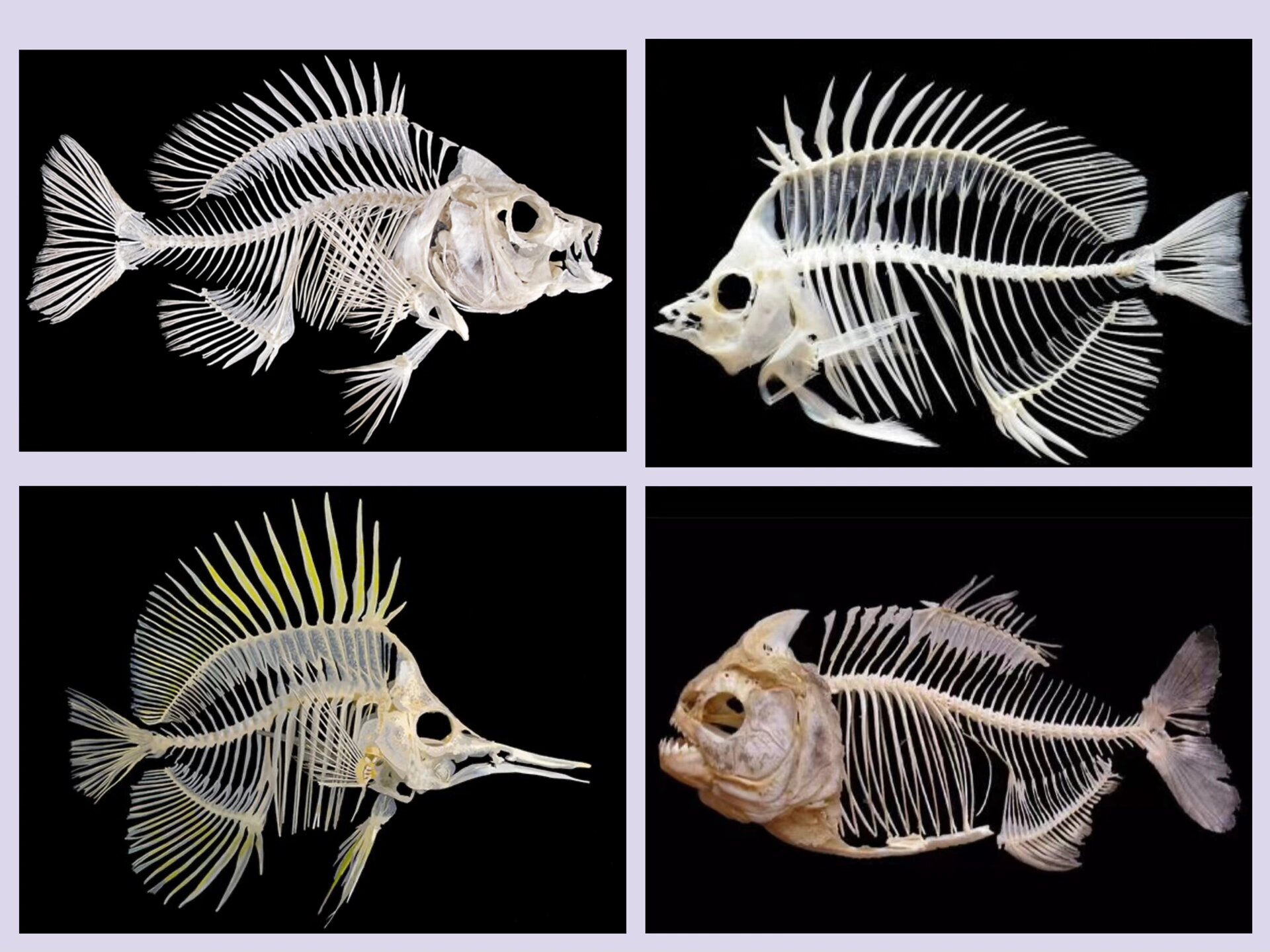 日出美育/ 鱼骨写生素材