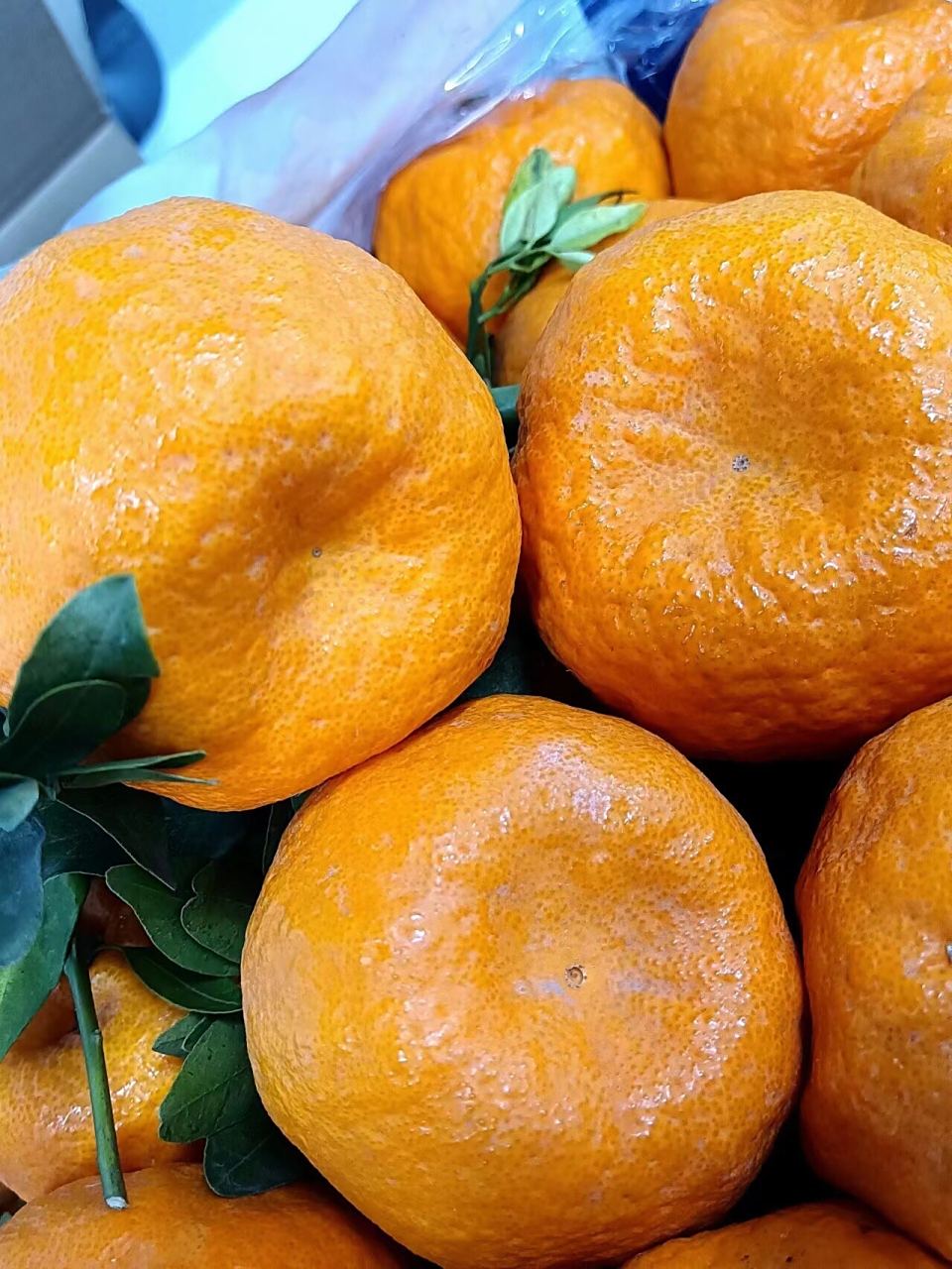 鲜甜爆汁云南晚芦柑 鲜甜爆汁云南晚芦柑!